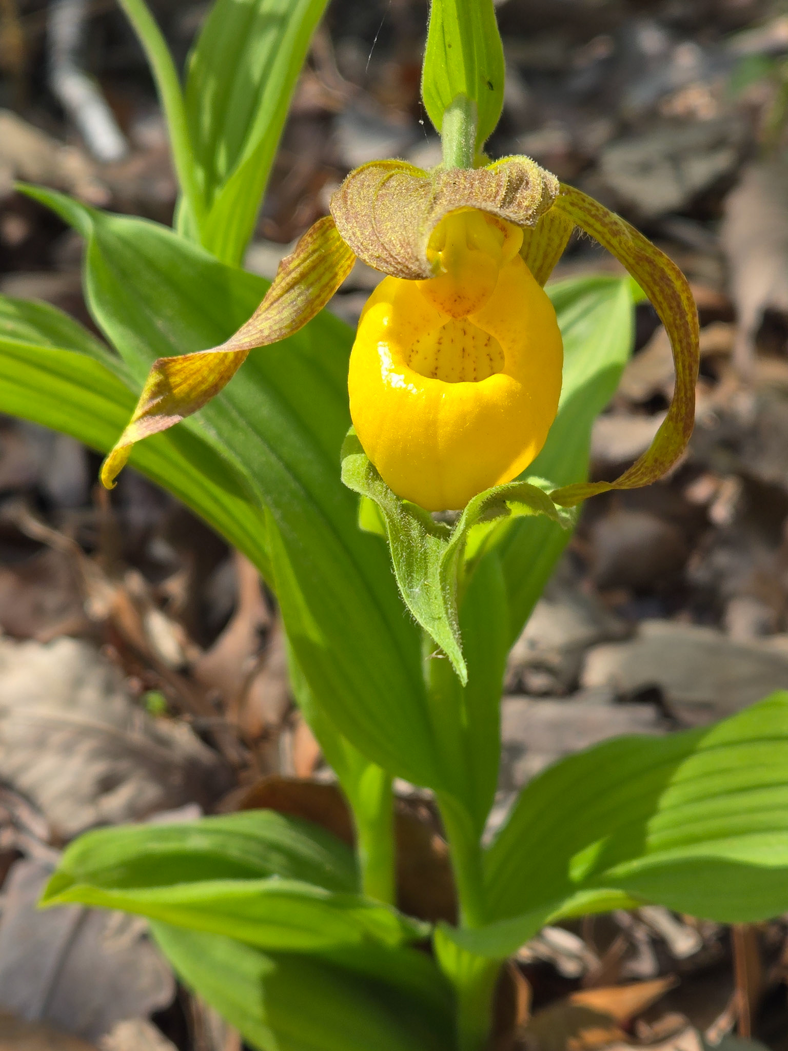 Yellow Lady's Slipper