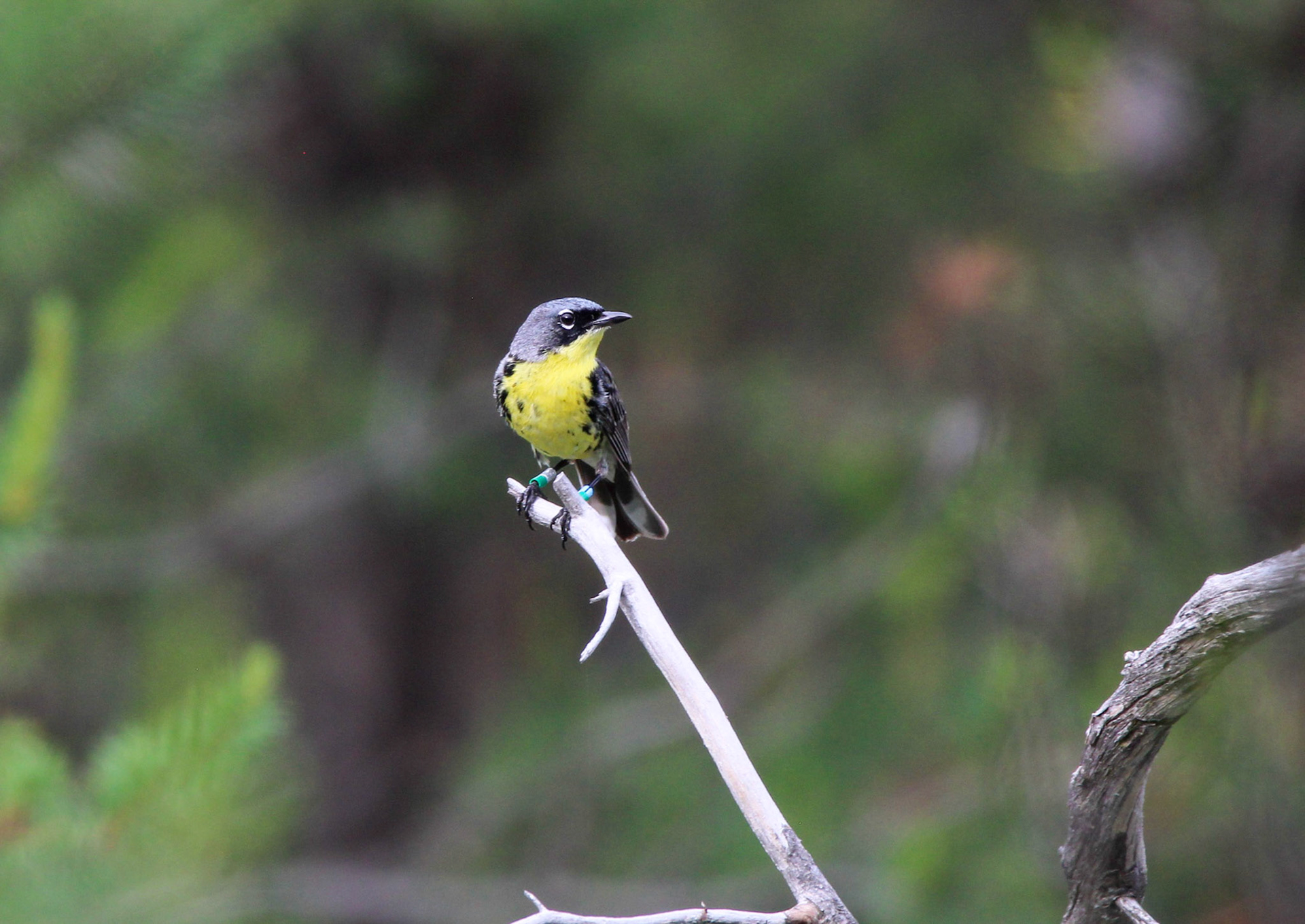 Kirtland's Warbler - Huron National Forest