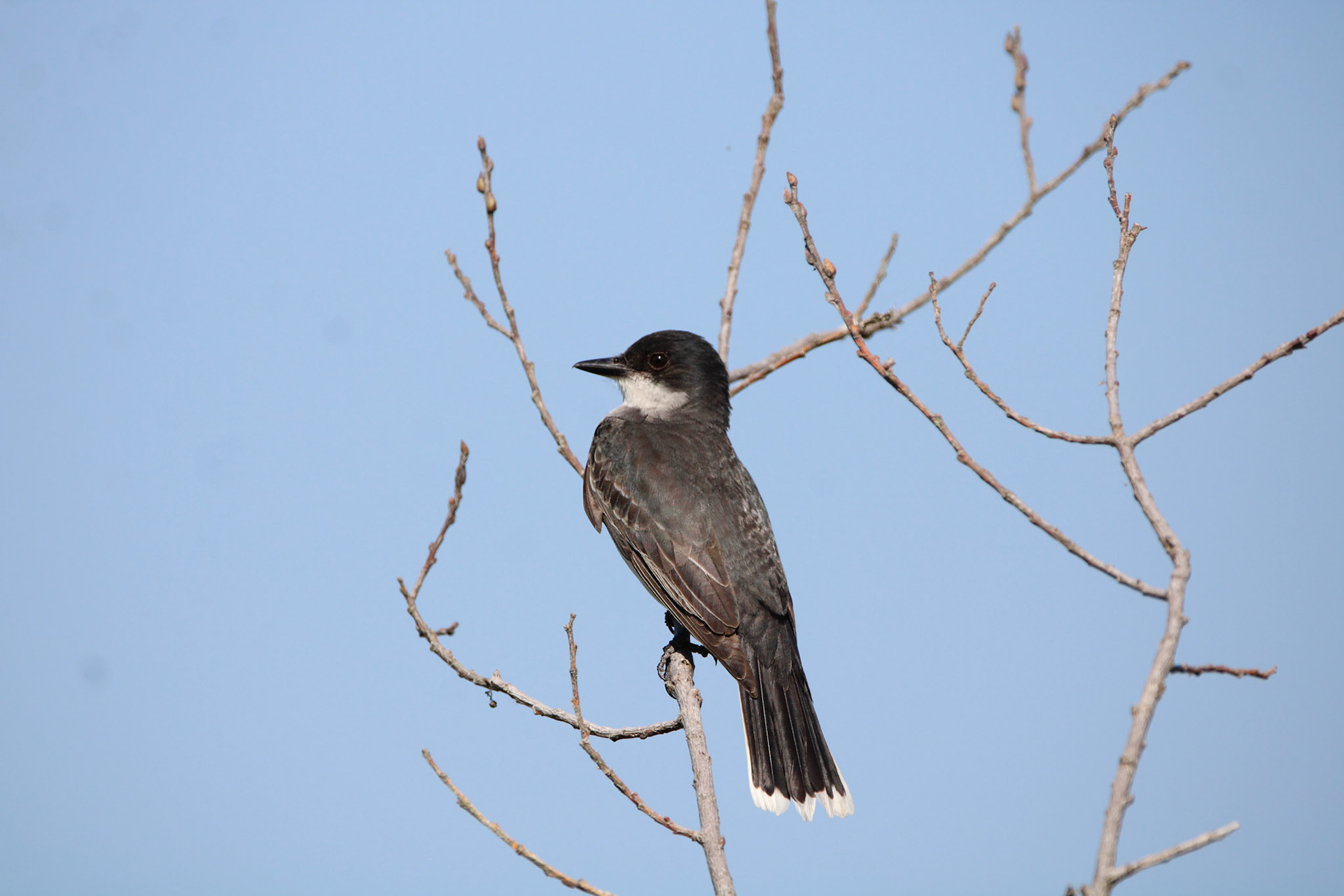 Eastern Kingbird