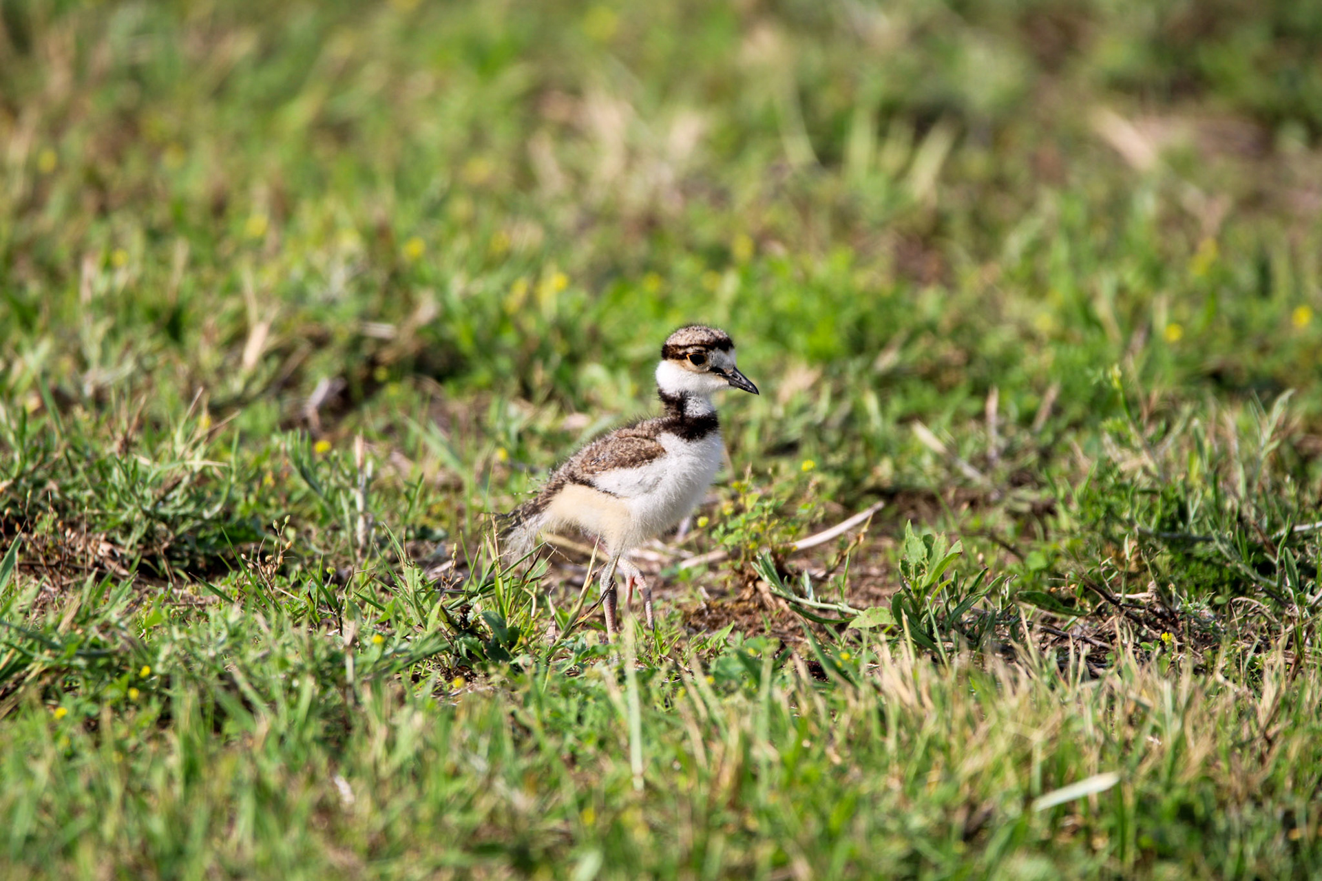 Killdeer