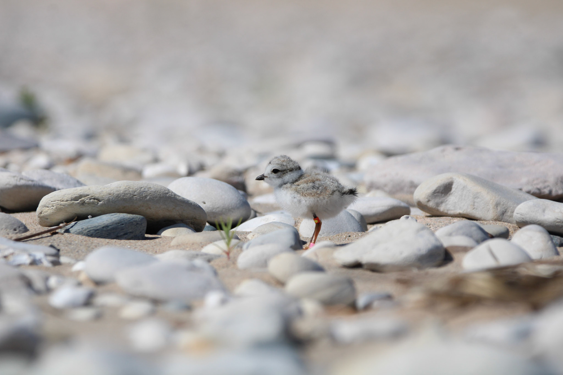 Piping Plover