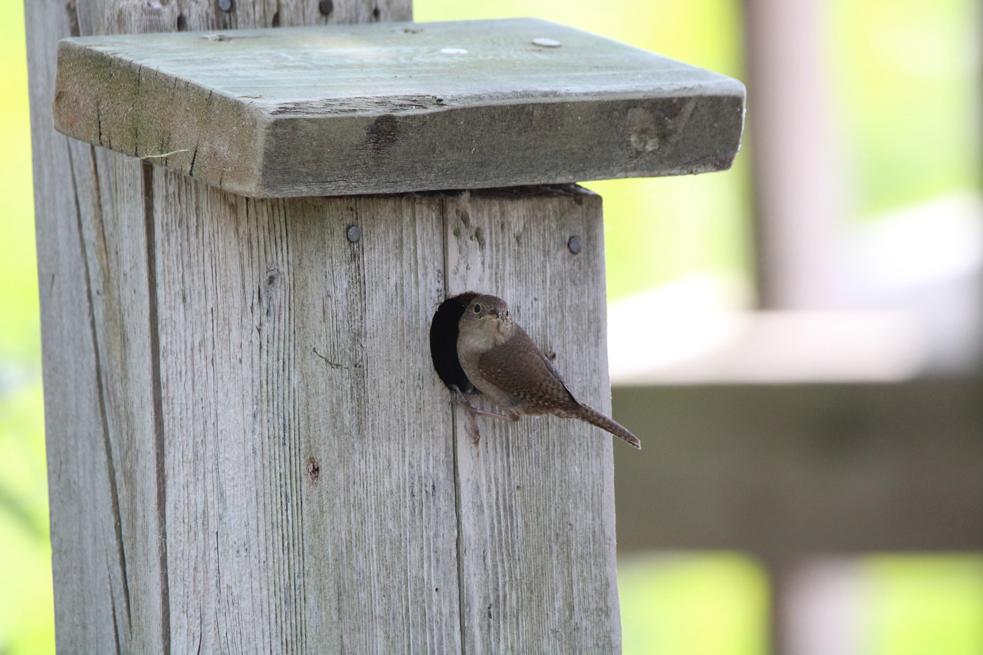 Northern House Wren - Sterling State Park