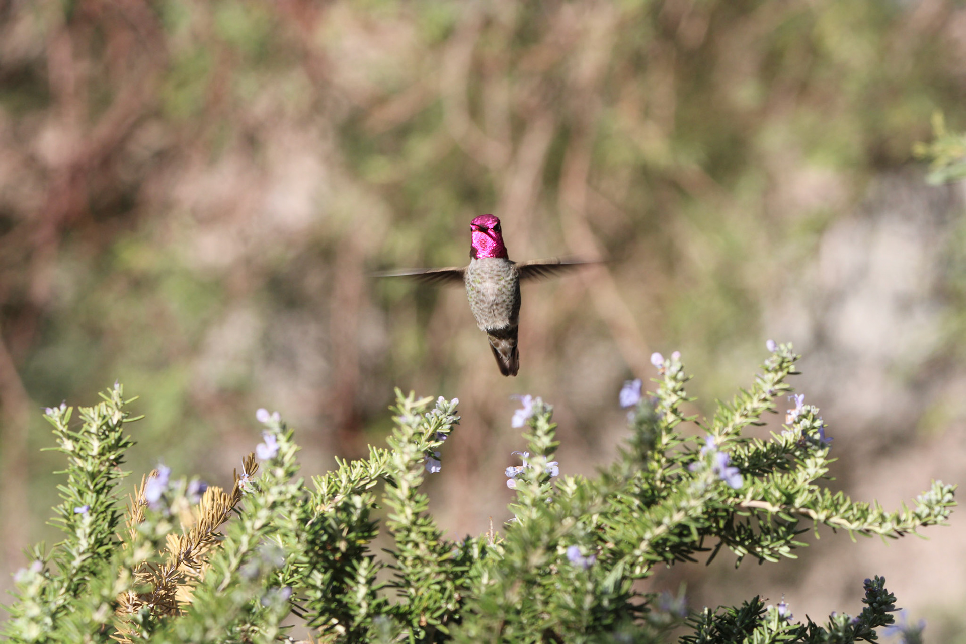 Anna's Hummingbird