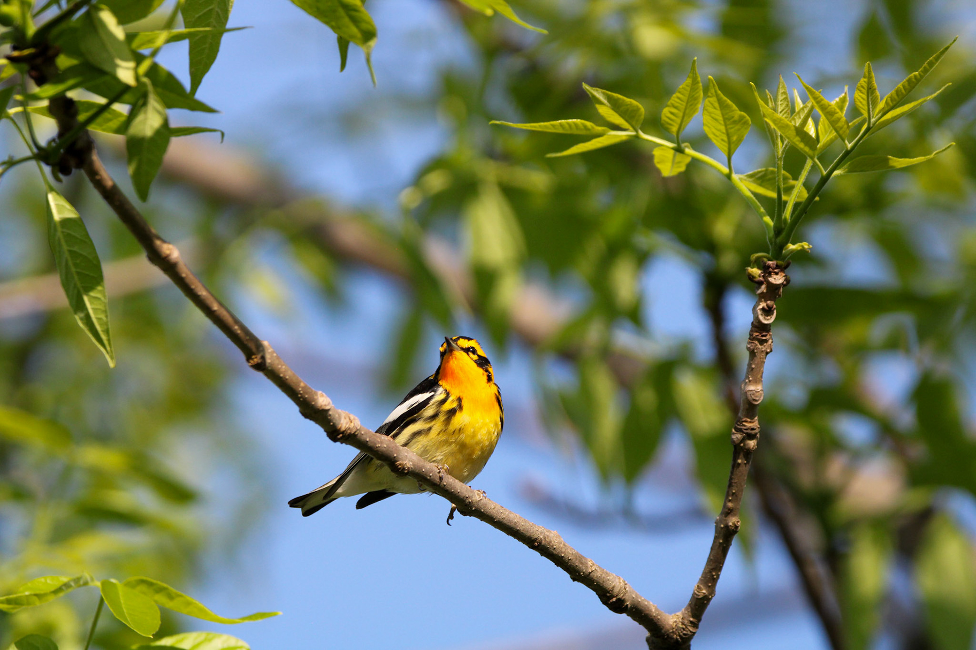 Blackburnian Warbler