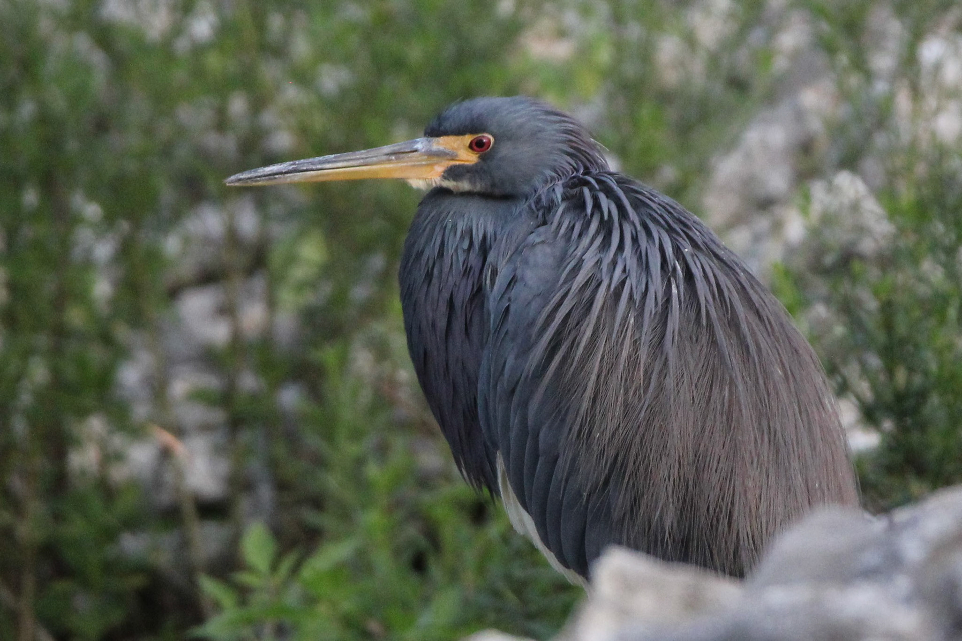 Tri-colored Heron