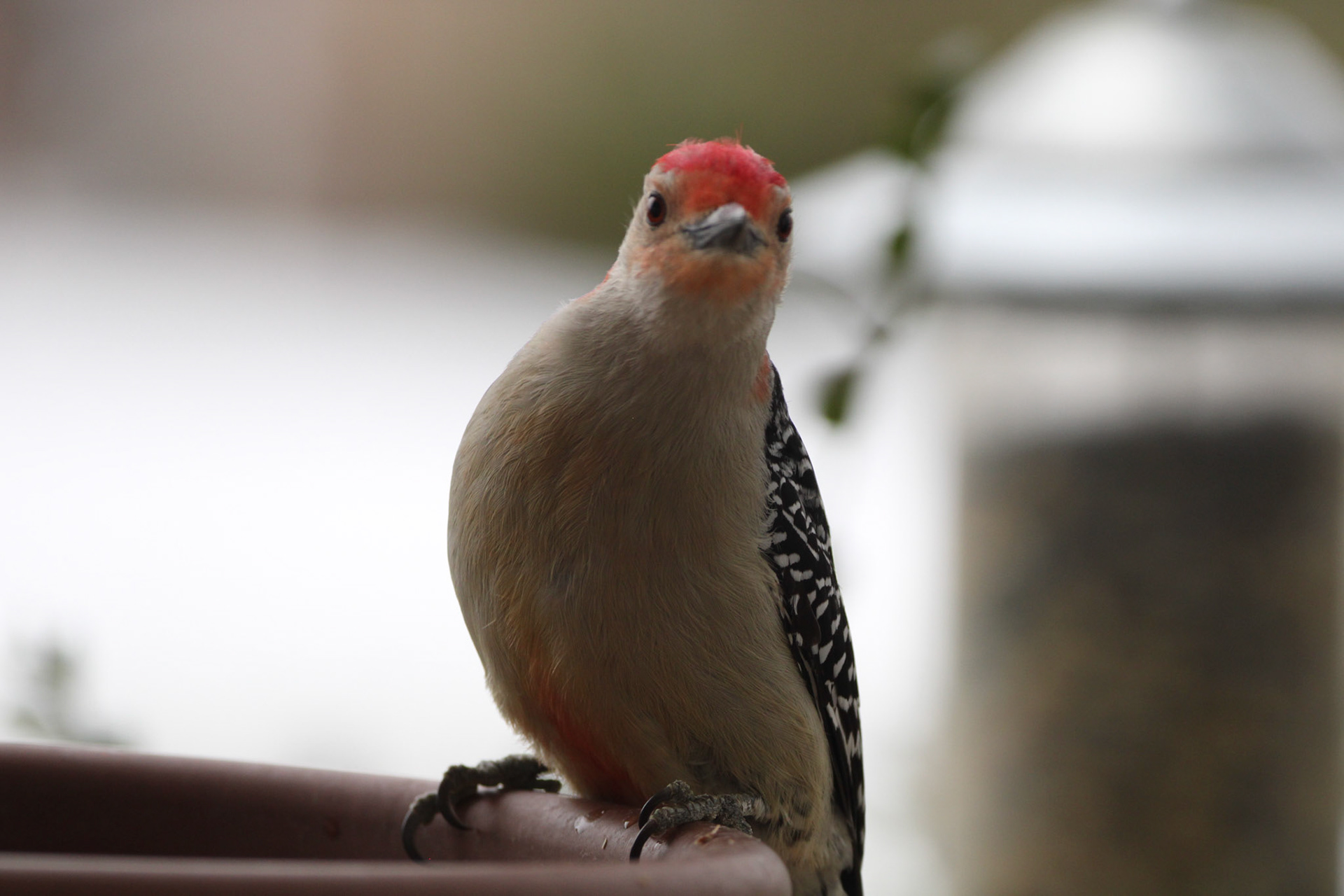 Red-bellied Woodpecker