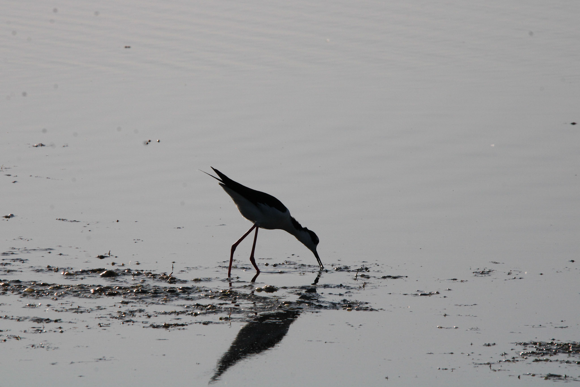 Black-necked Stilt