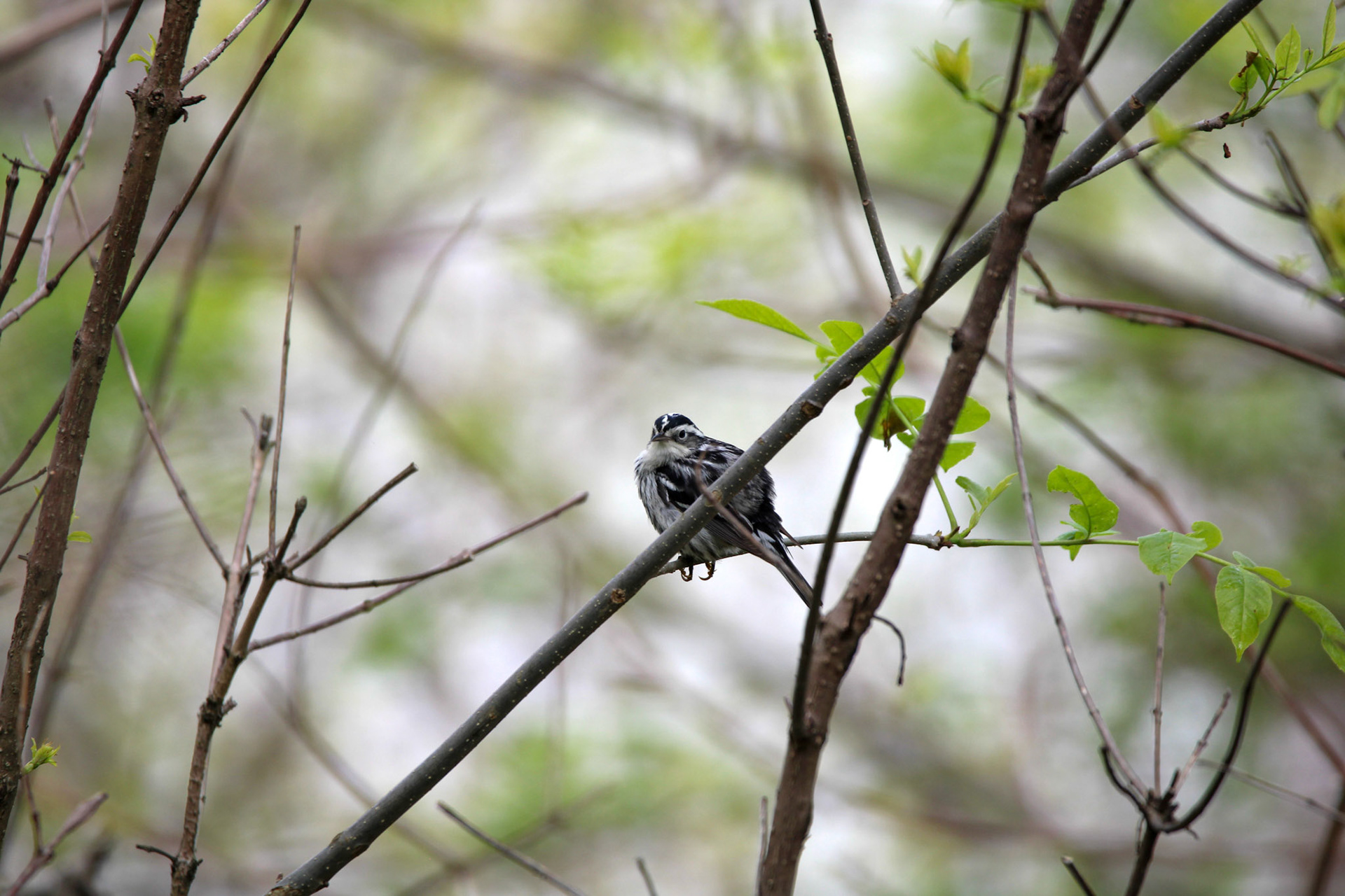 Black-and-white Warbler