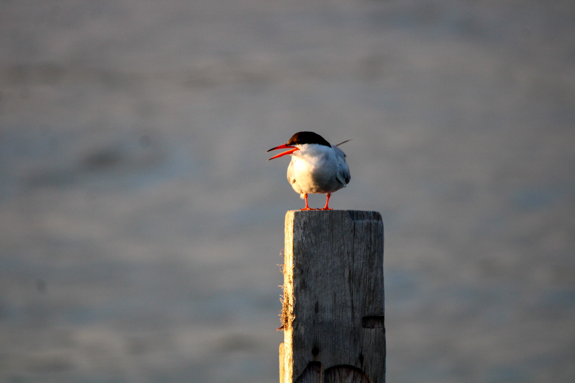 Common Tern by Ryan