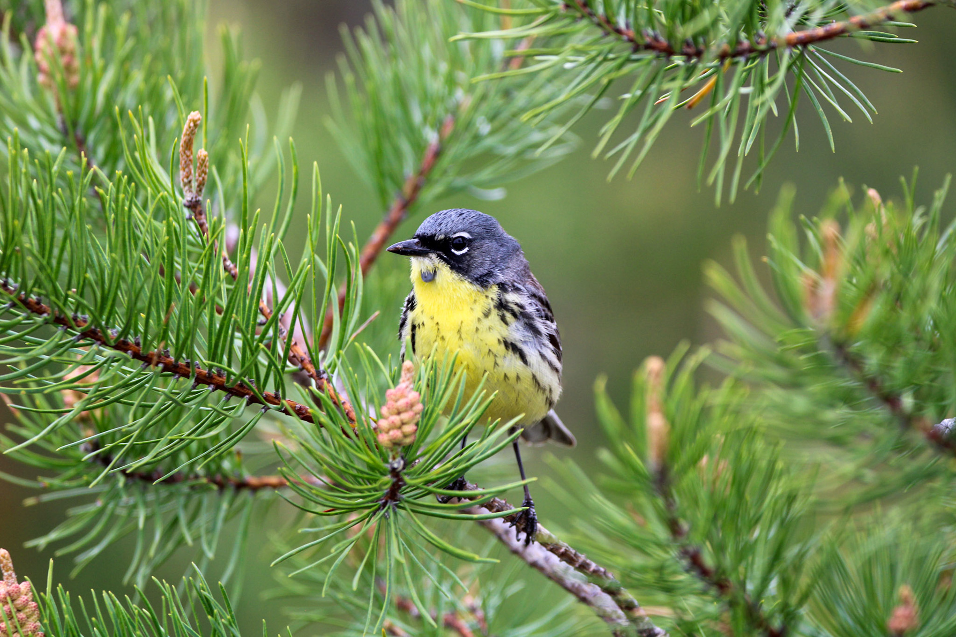 Kirtland's Warbler