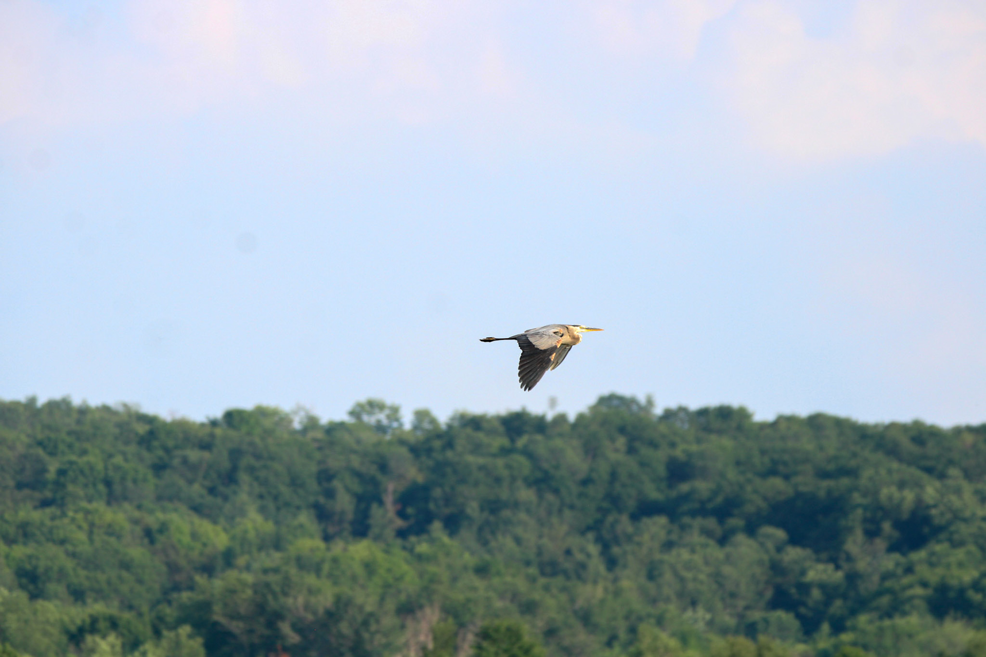 Great Blue Heron