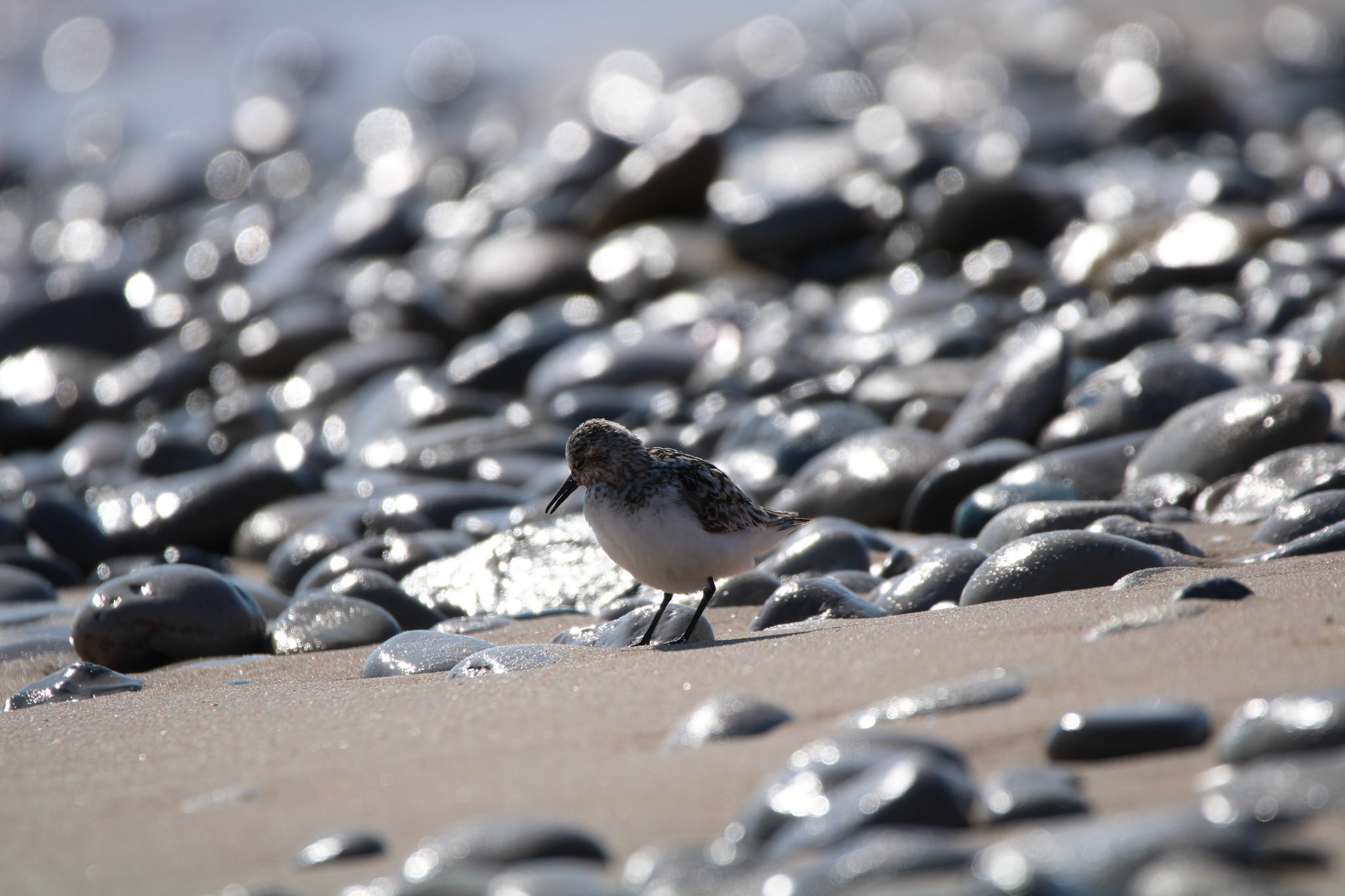 Sanderling