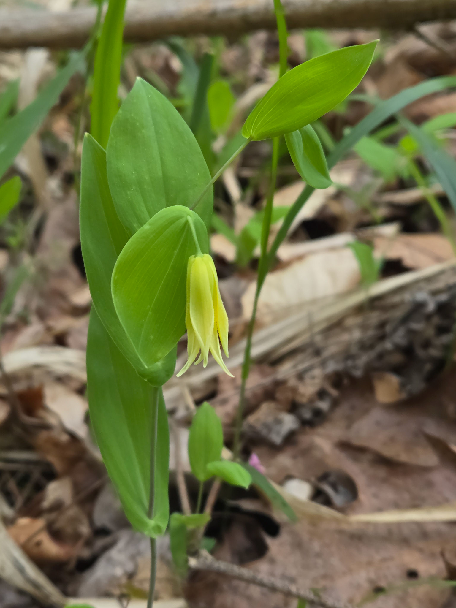 Bellwort