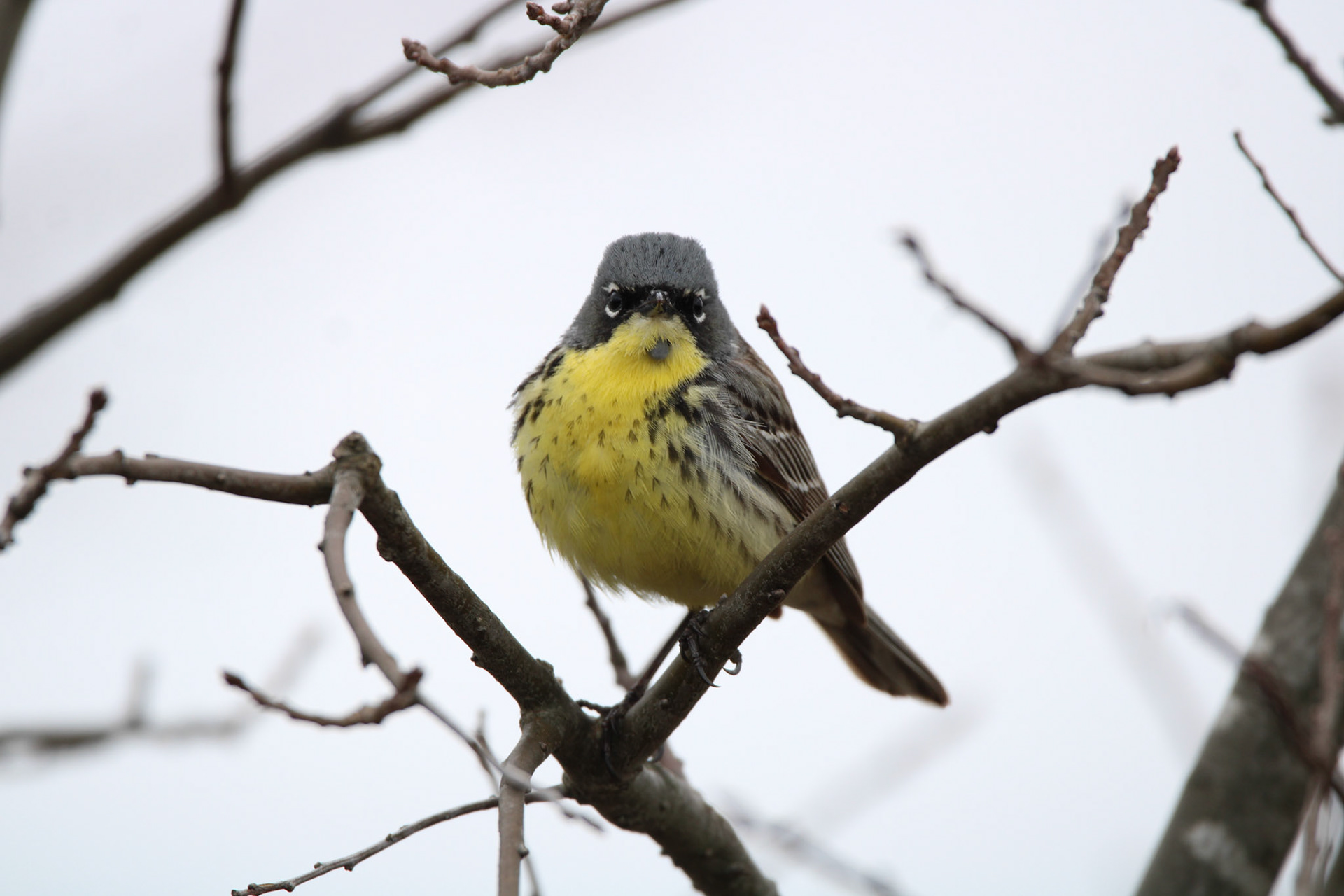 Kirtland's Warbler