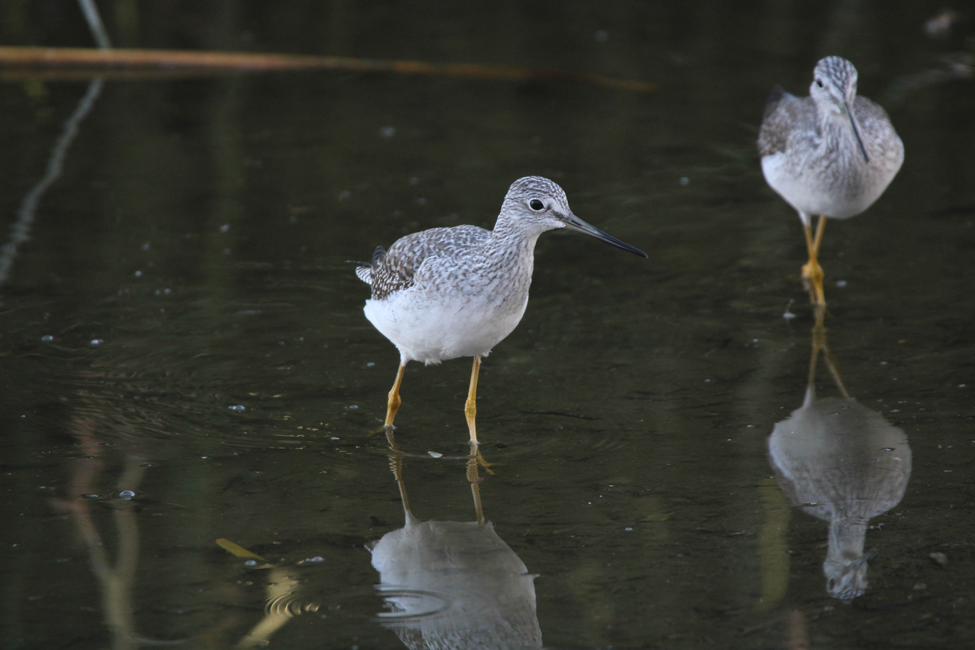 Greater Yellowlegs