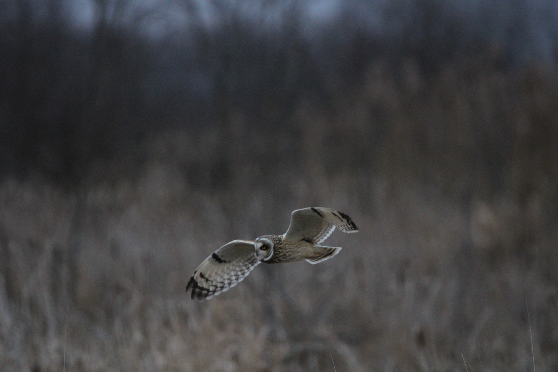 Short-eared Owl