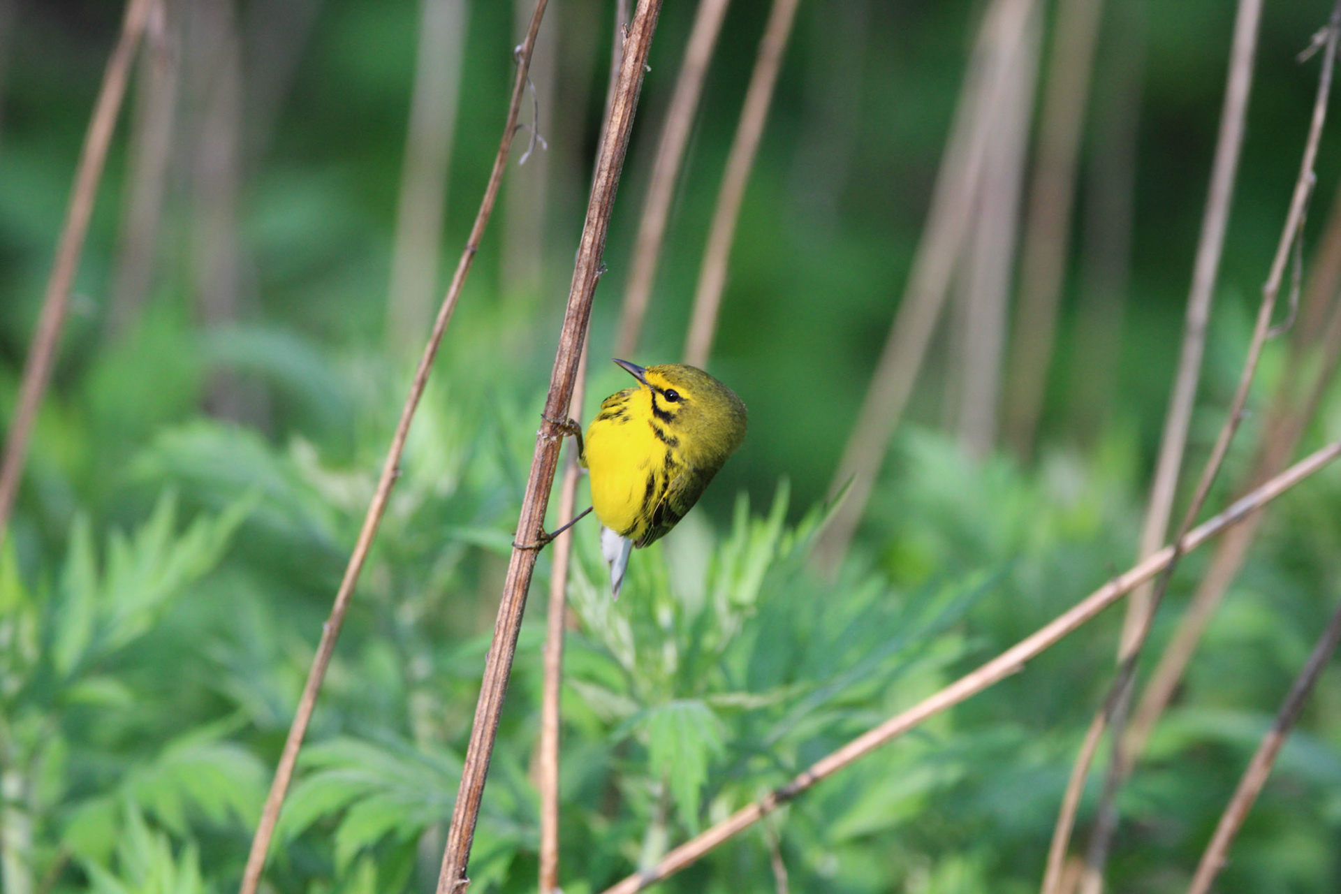 Prairie Warbler
