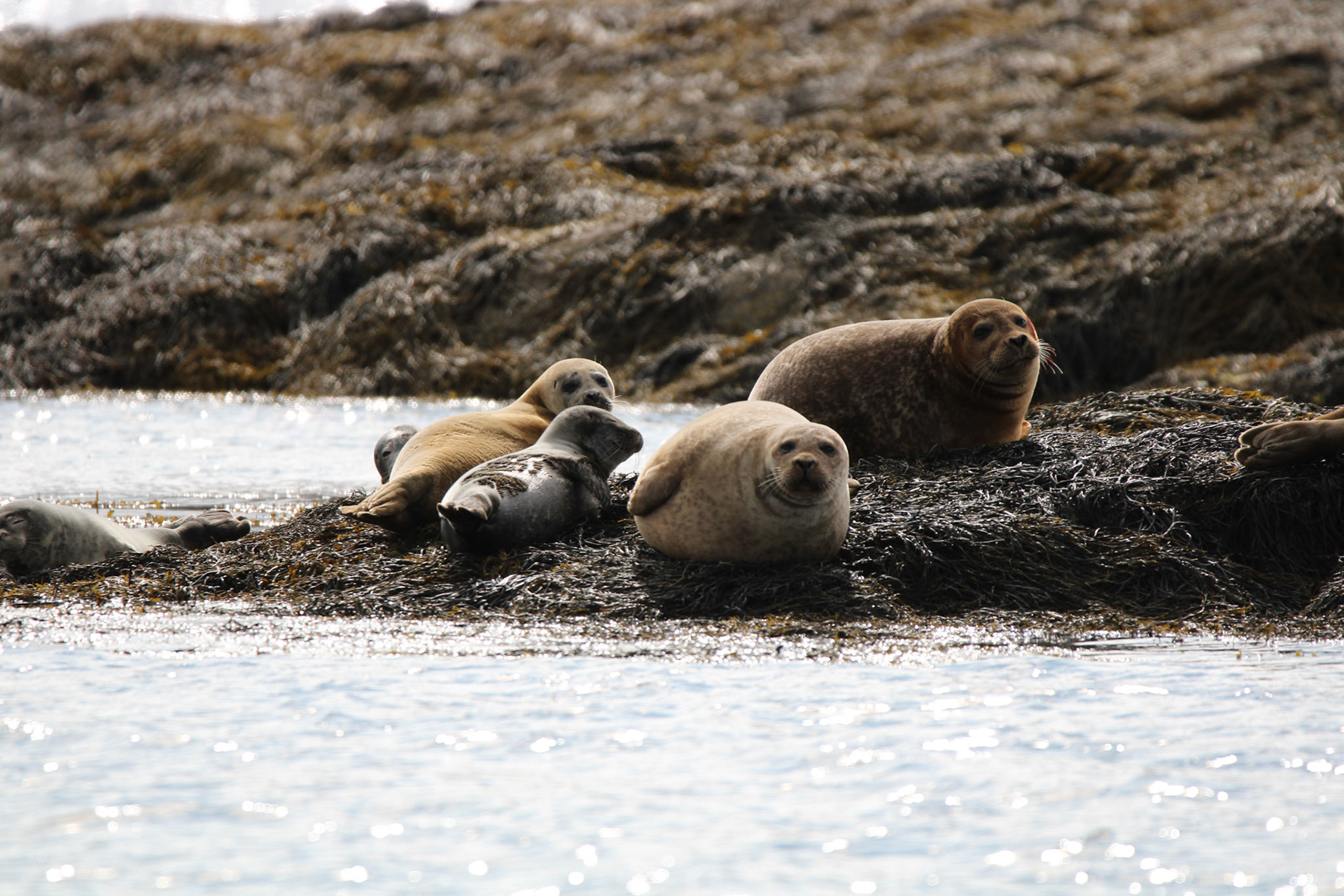 Seals