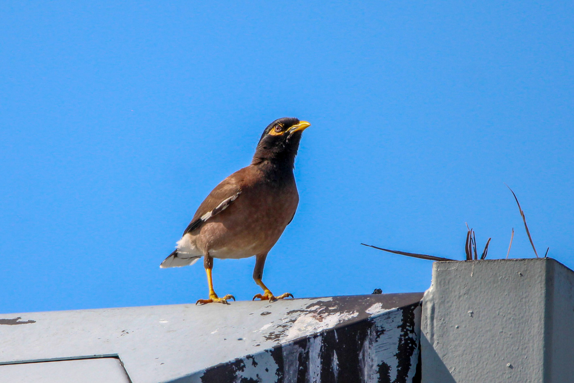 Common Myna