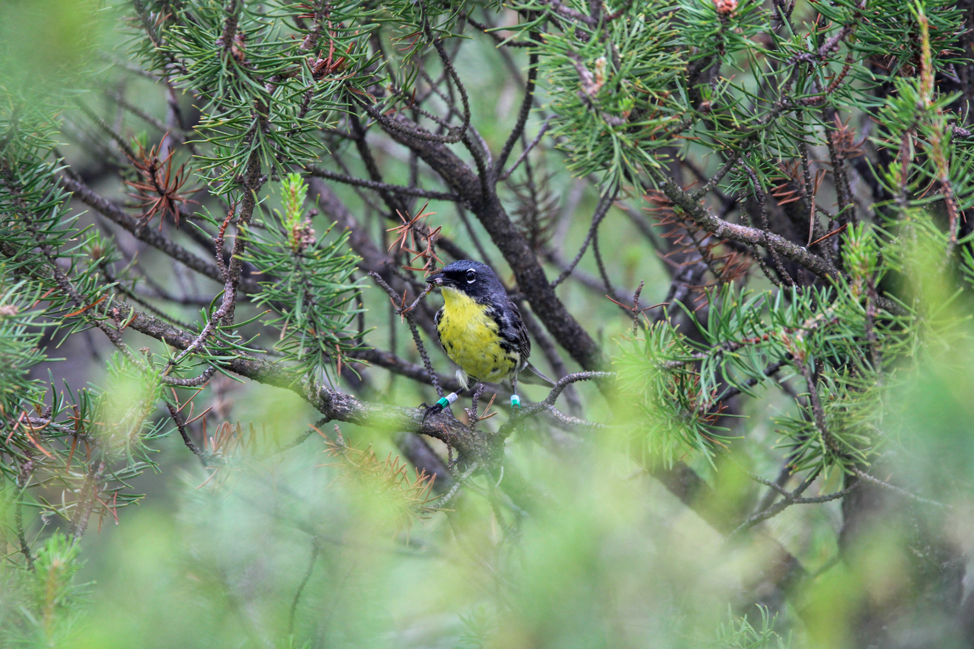 Kirtland's Warbler - Huron National Forest