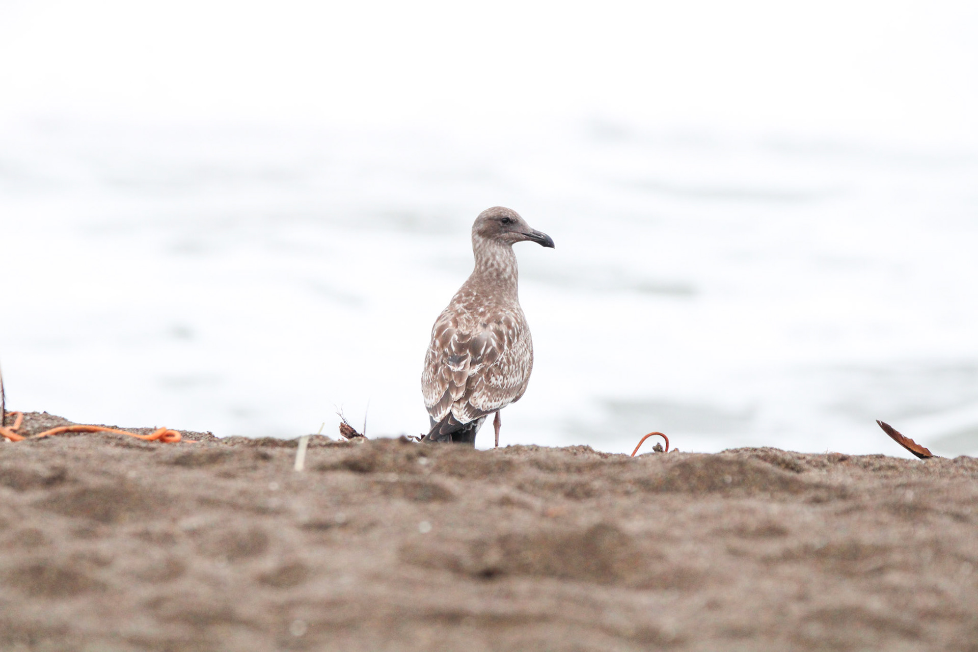 Western Gull - Rodeo Beach