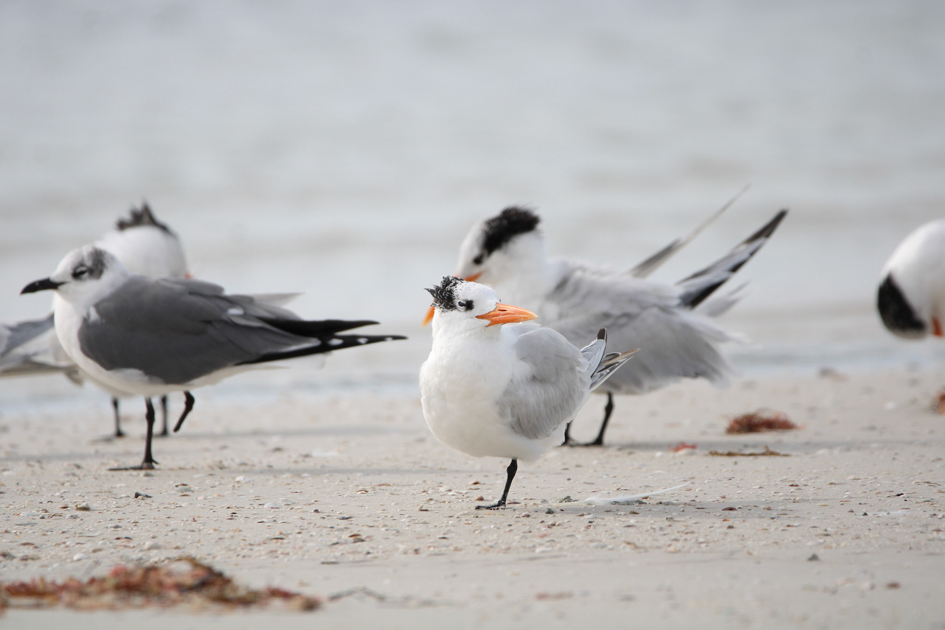 Royal Tern and Laughing Gull