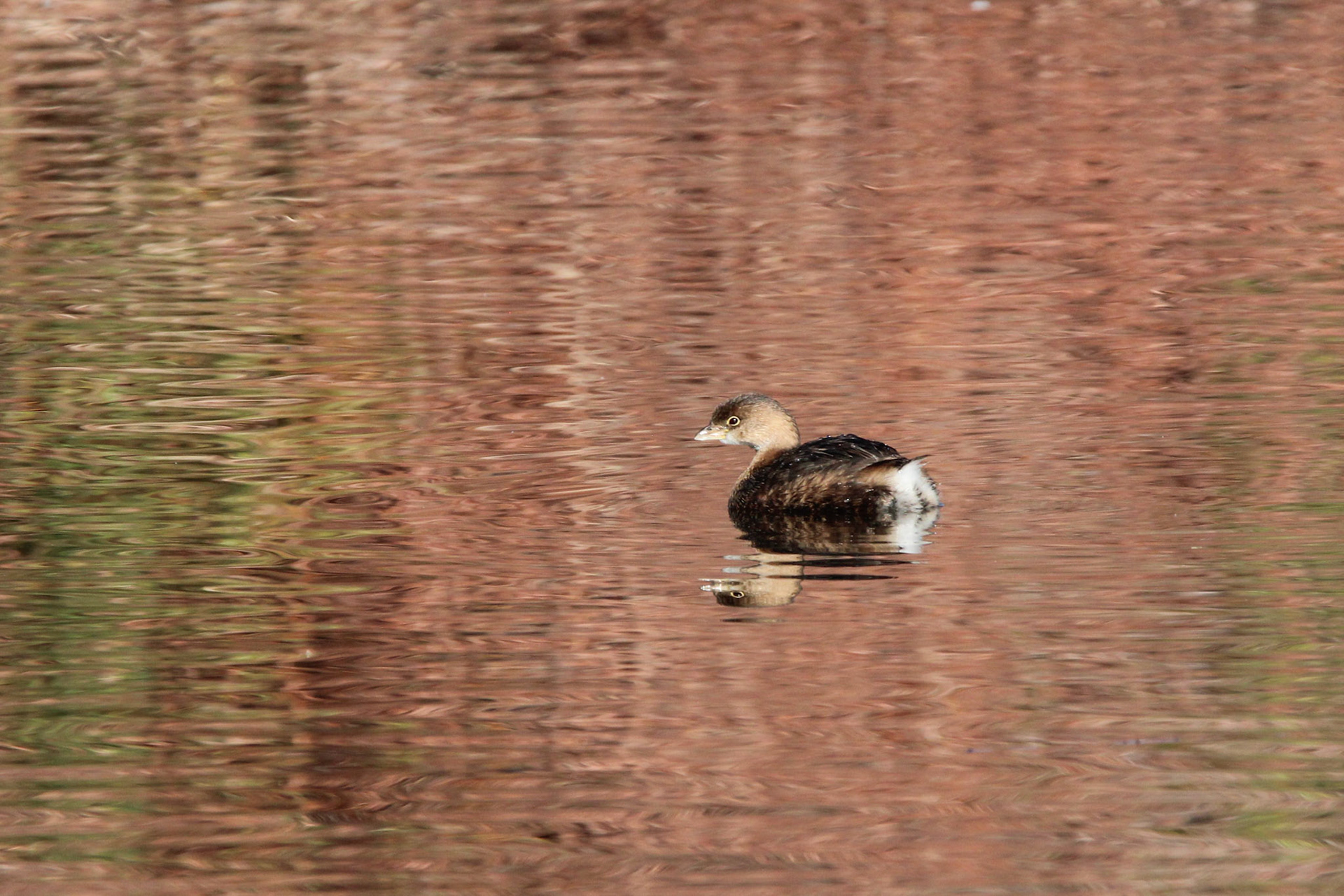 Pied-billed Grebe