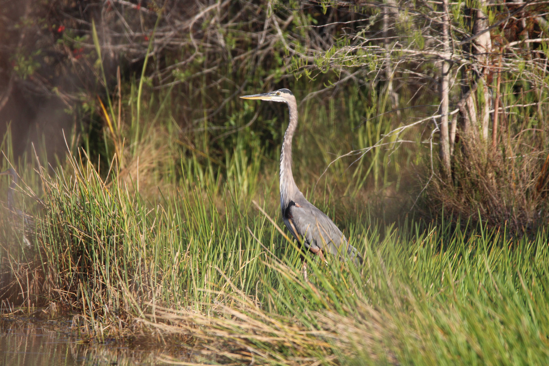 Great Blue Heron