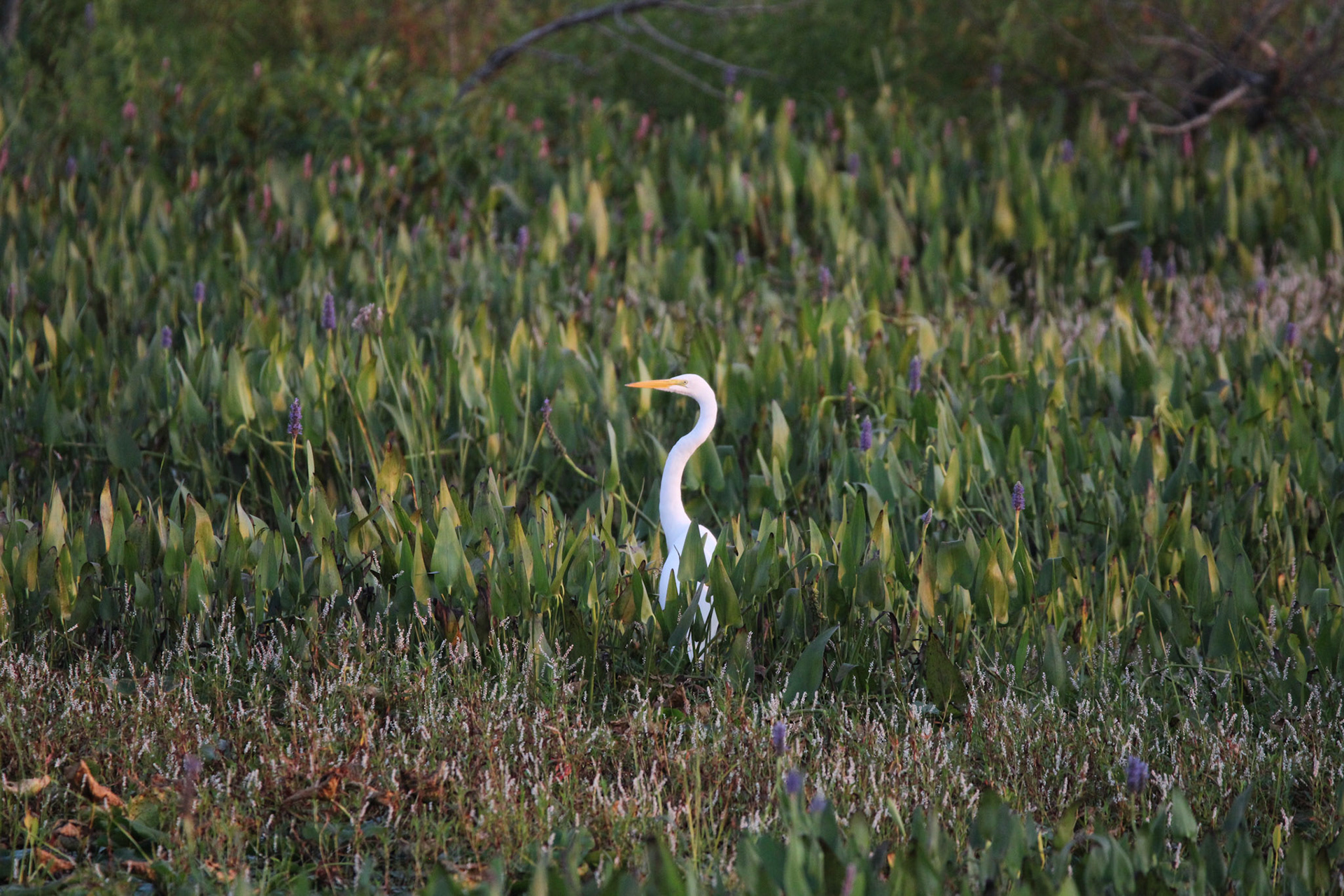 Great Egret