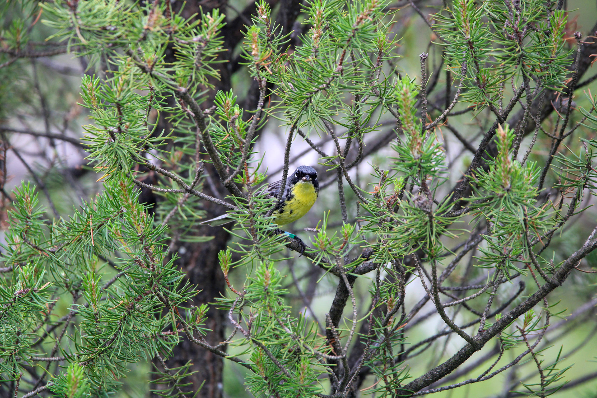 Kirtland's Warbler - Huron National Forest