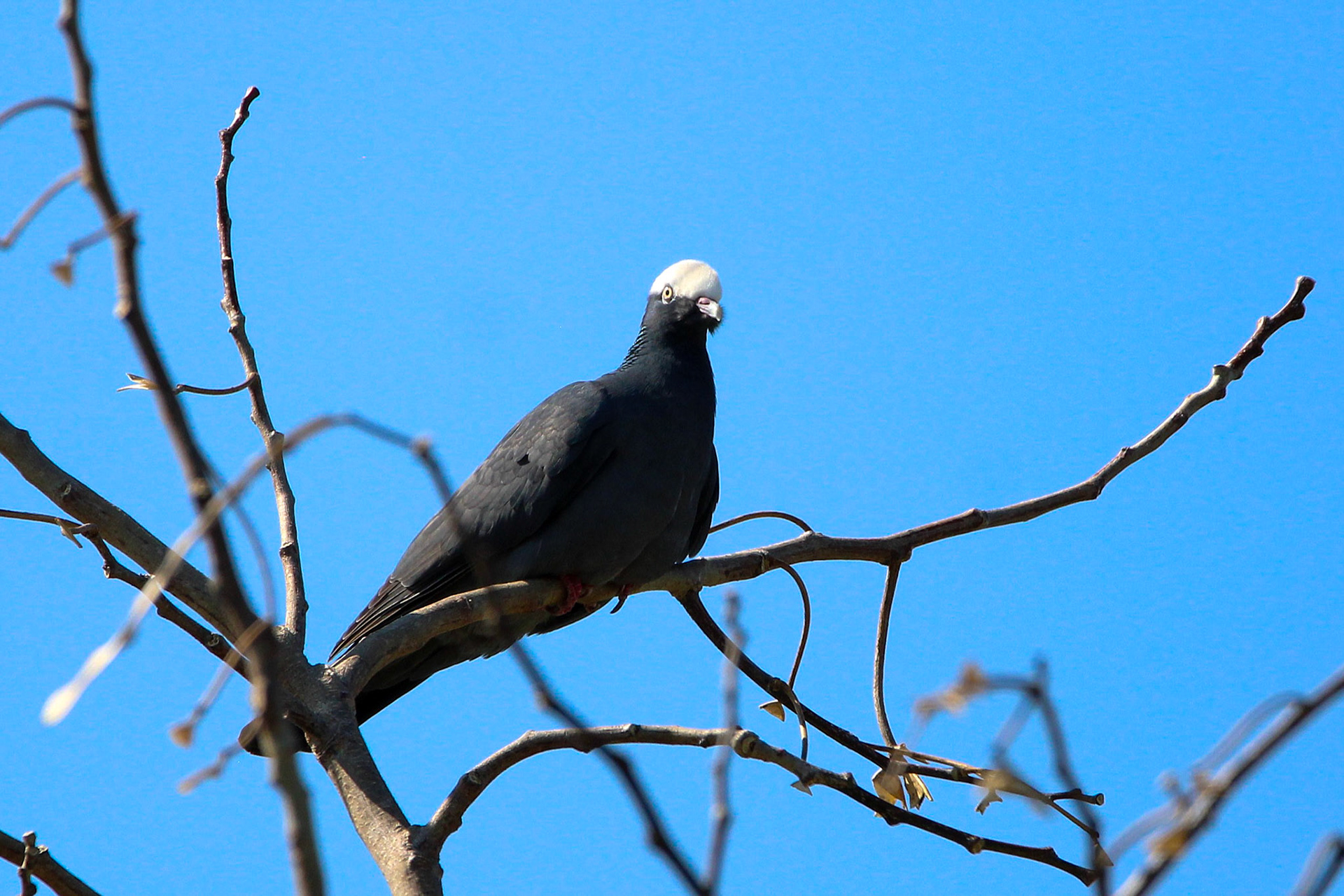 White-crowned Pigeon