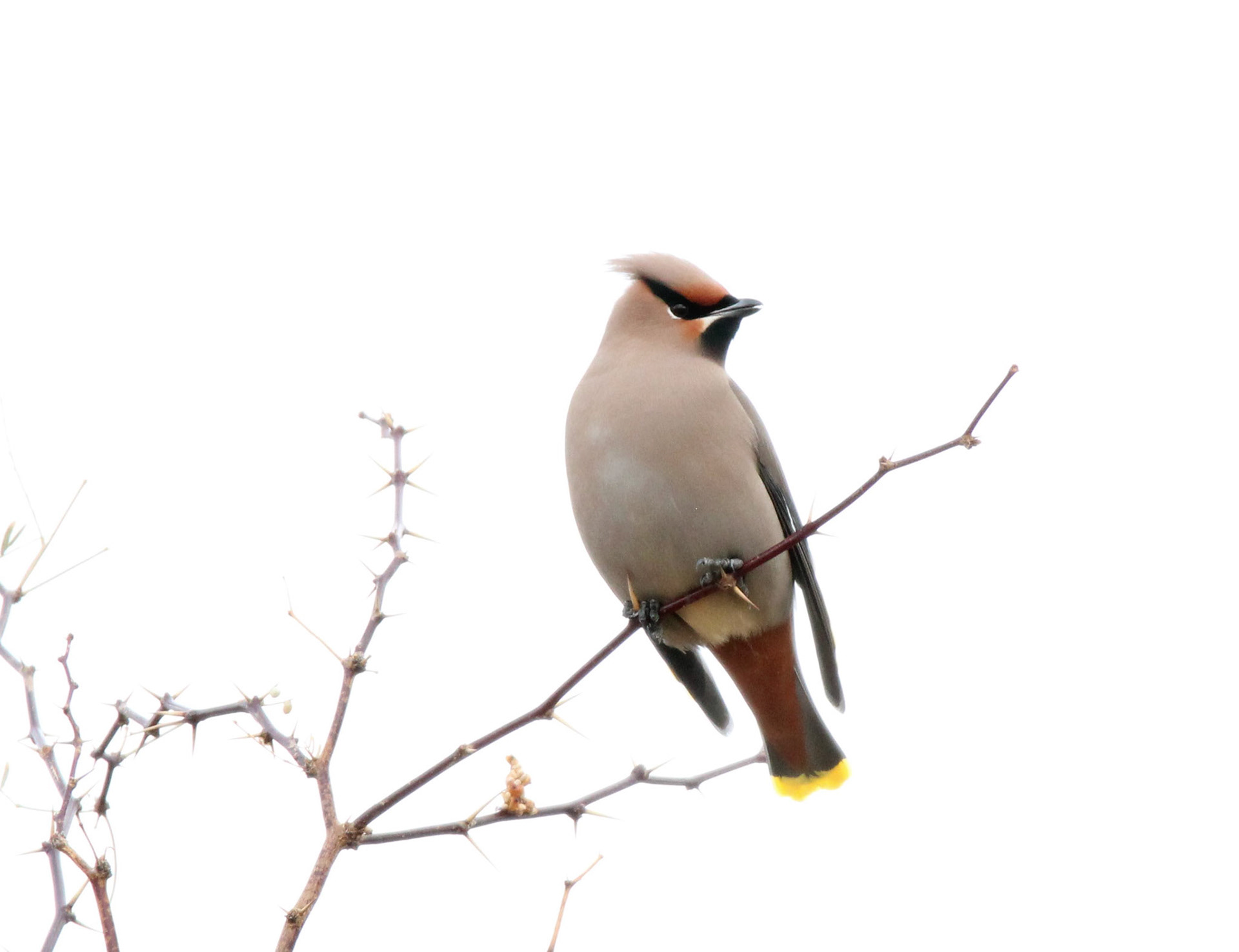 Bohemian Waxwing