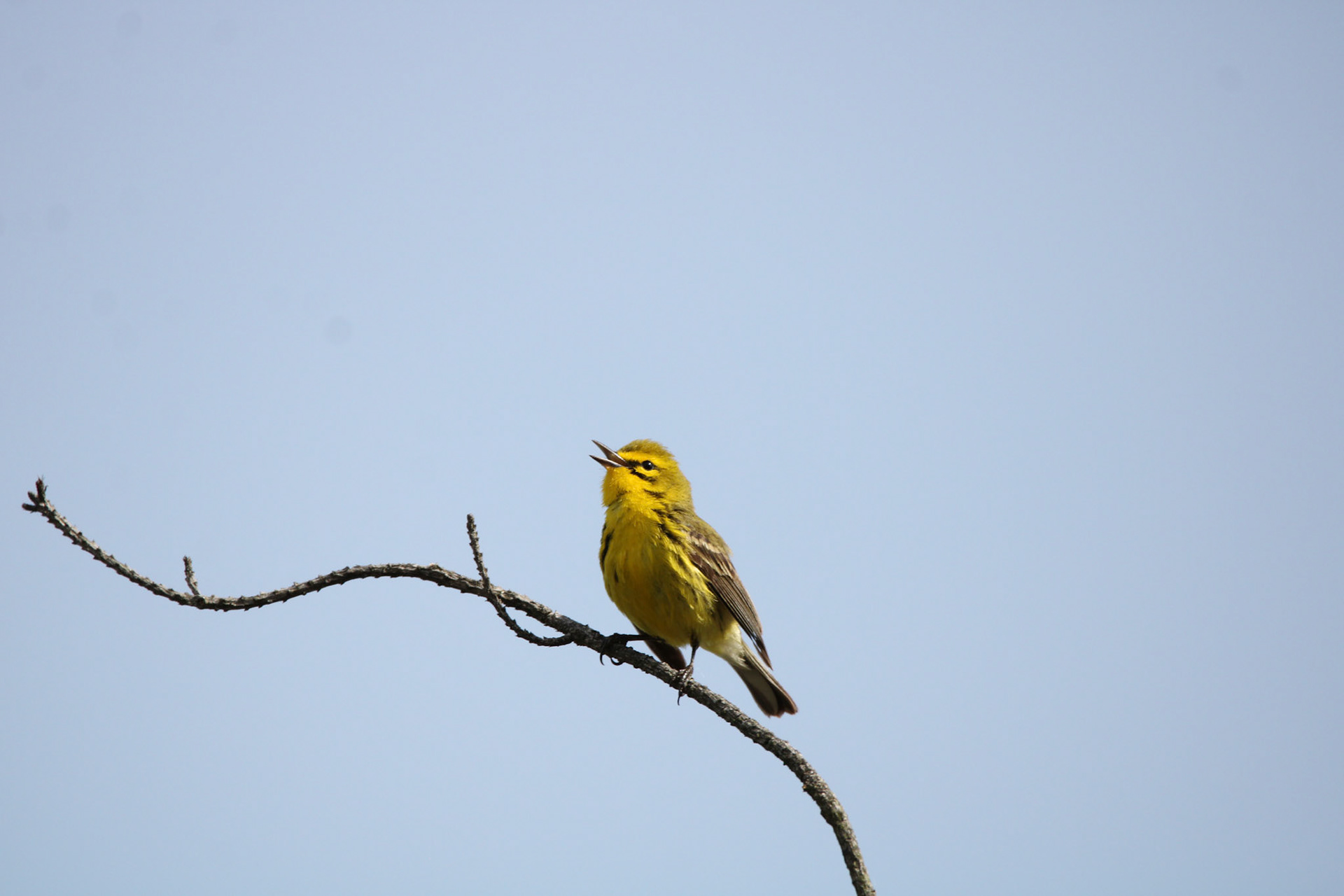 Prairie Warbler