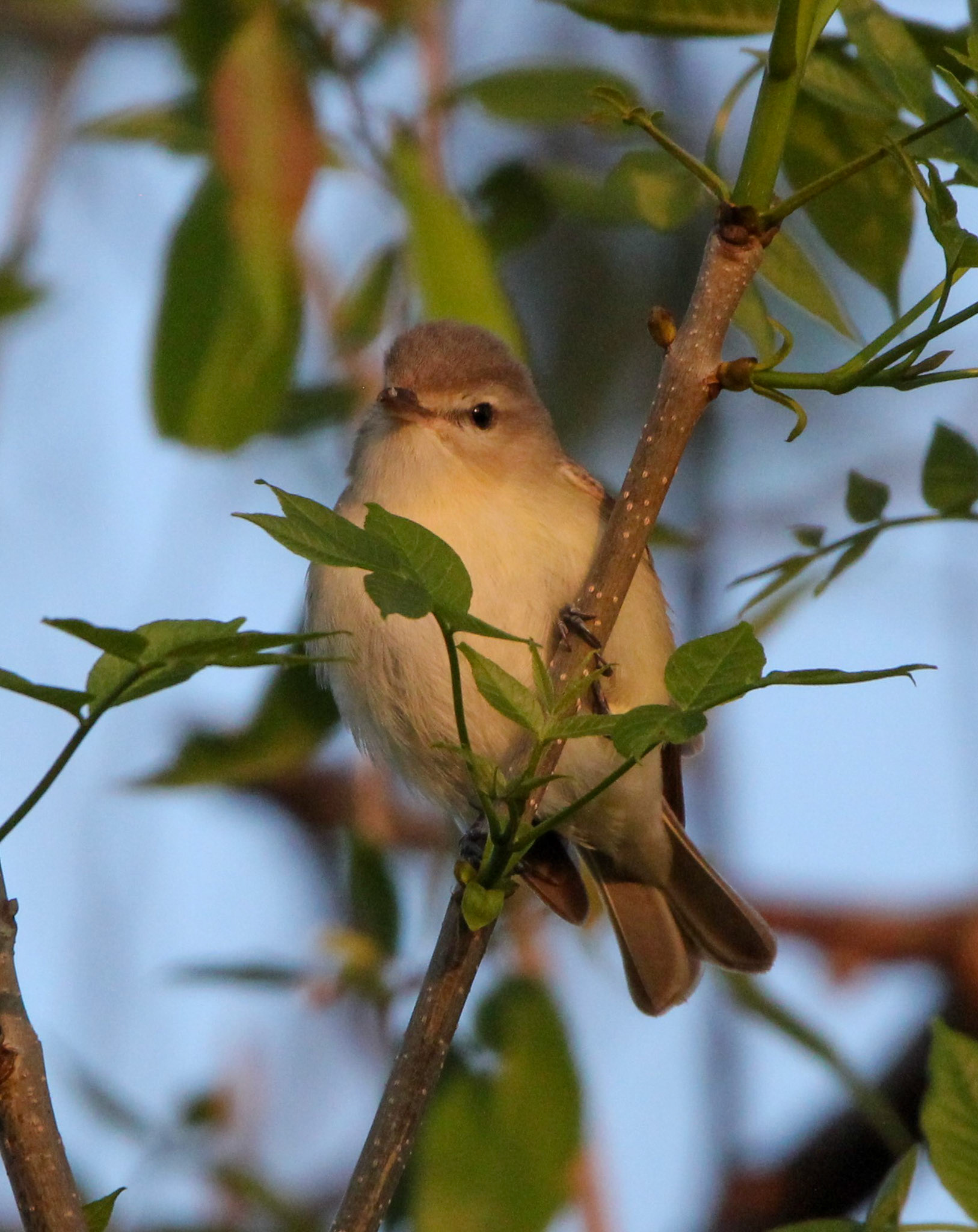 Warbling Vireo