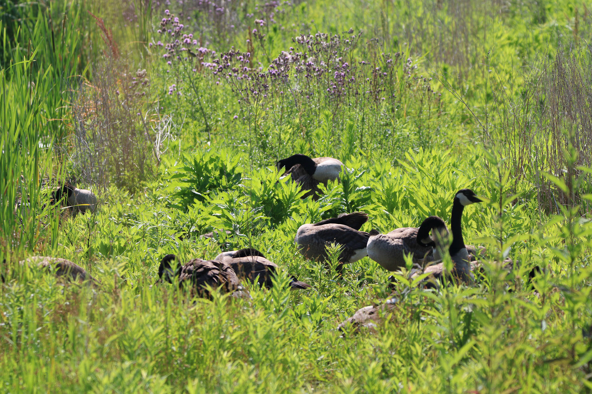 Canada Goose - Sterling State Park
