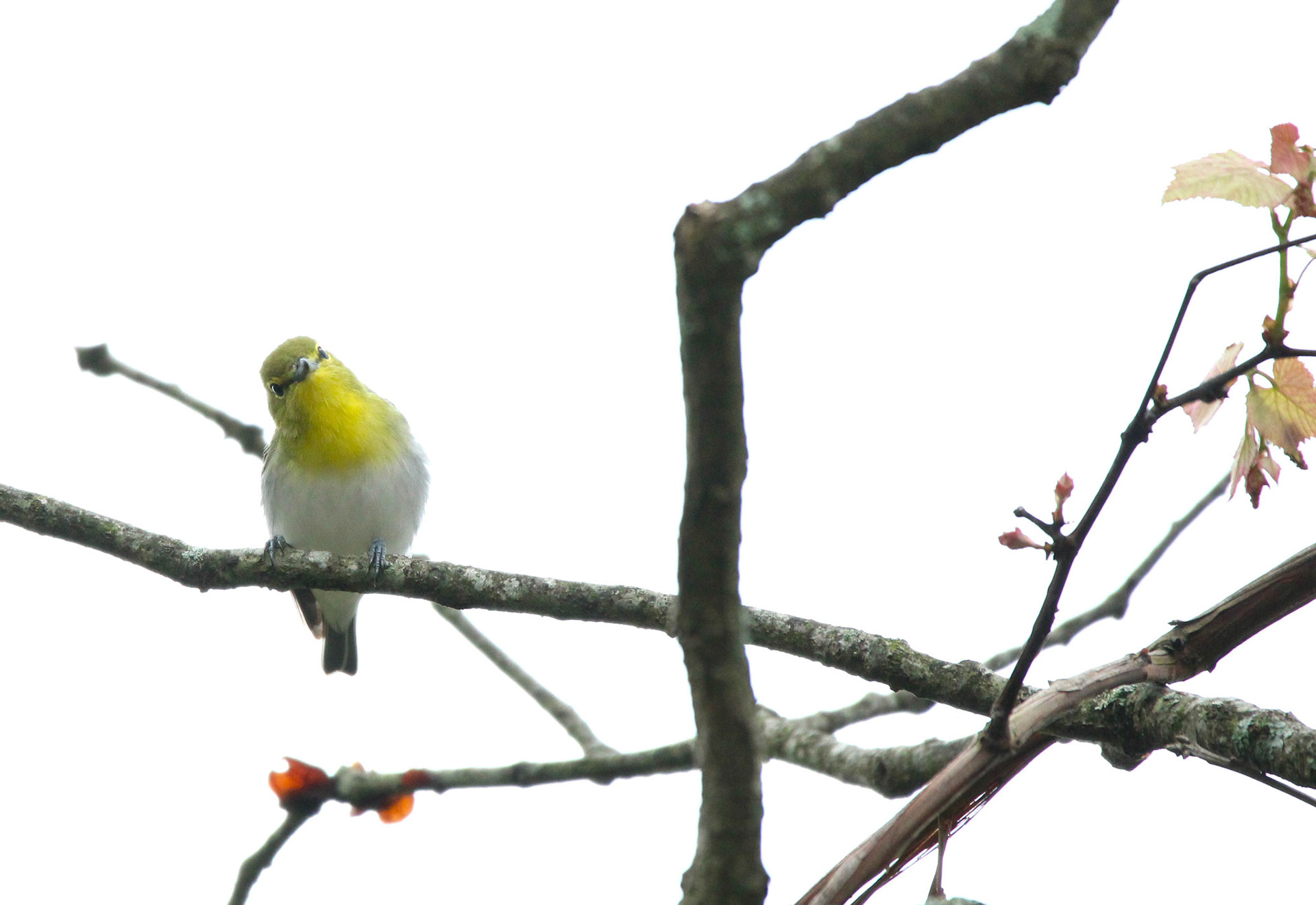Yellow-throated Vireo