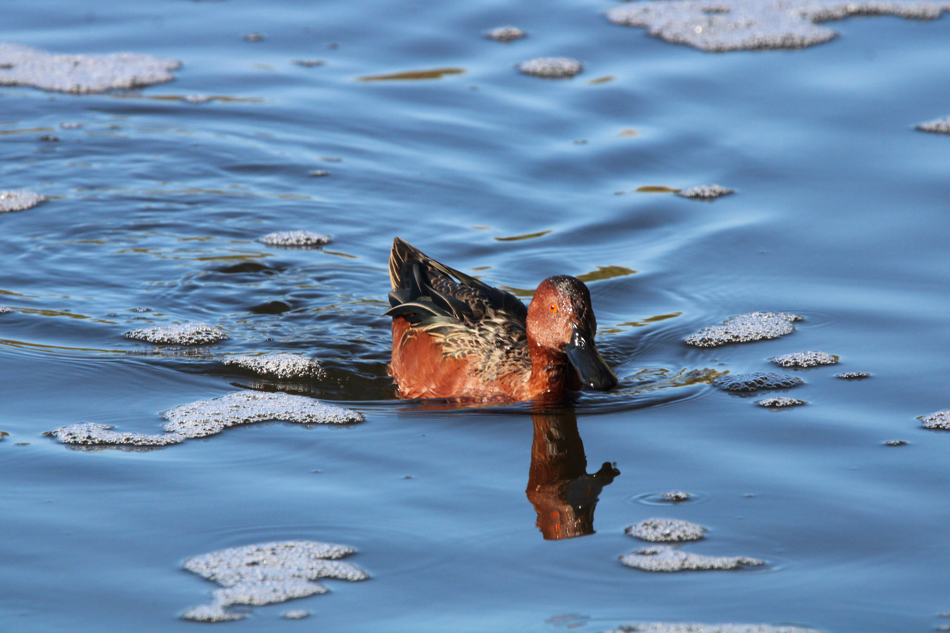 Cinnamon Teal