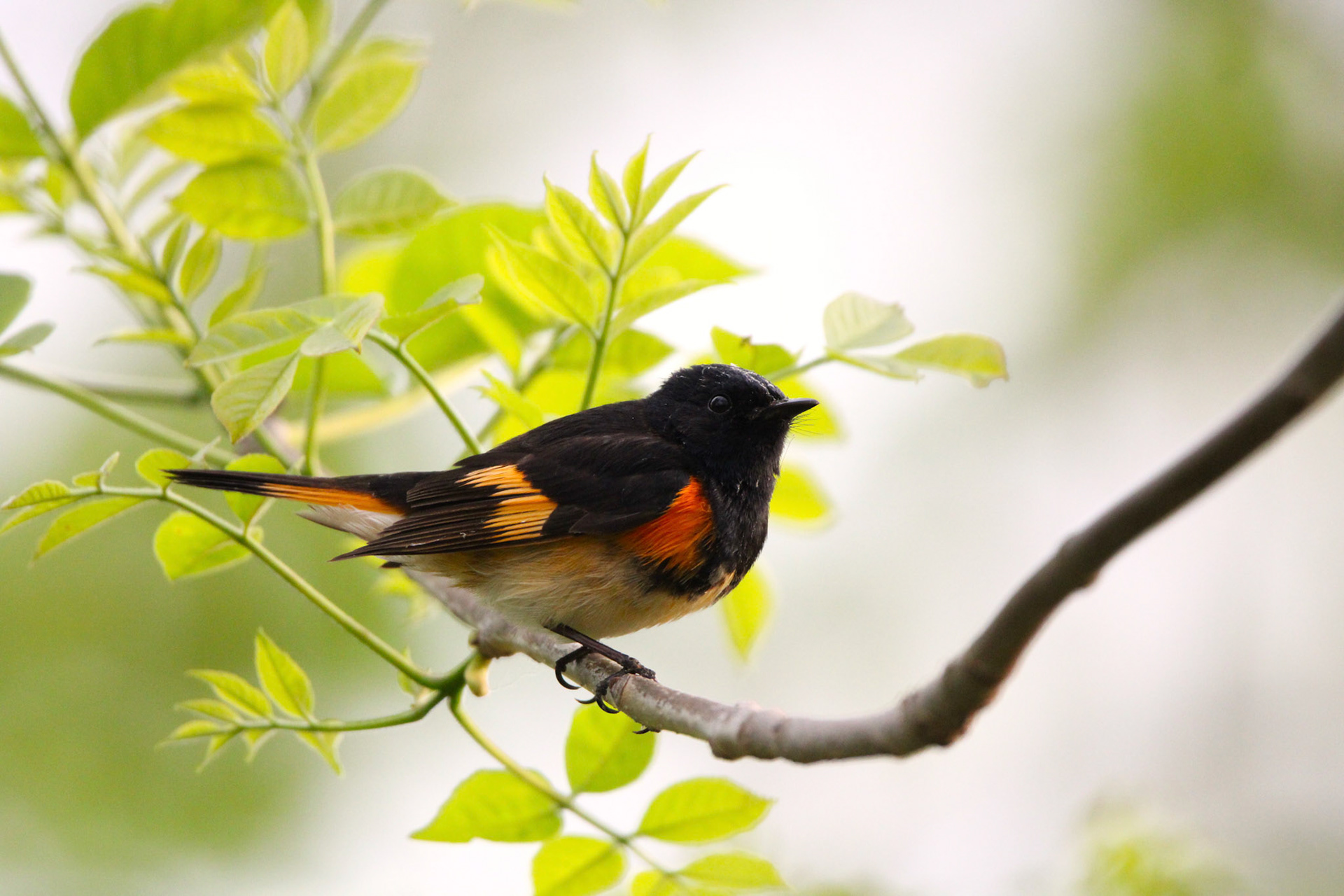 American Redstart