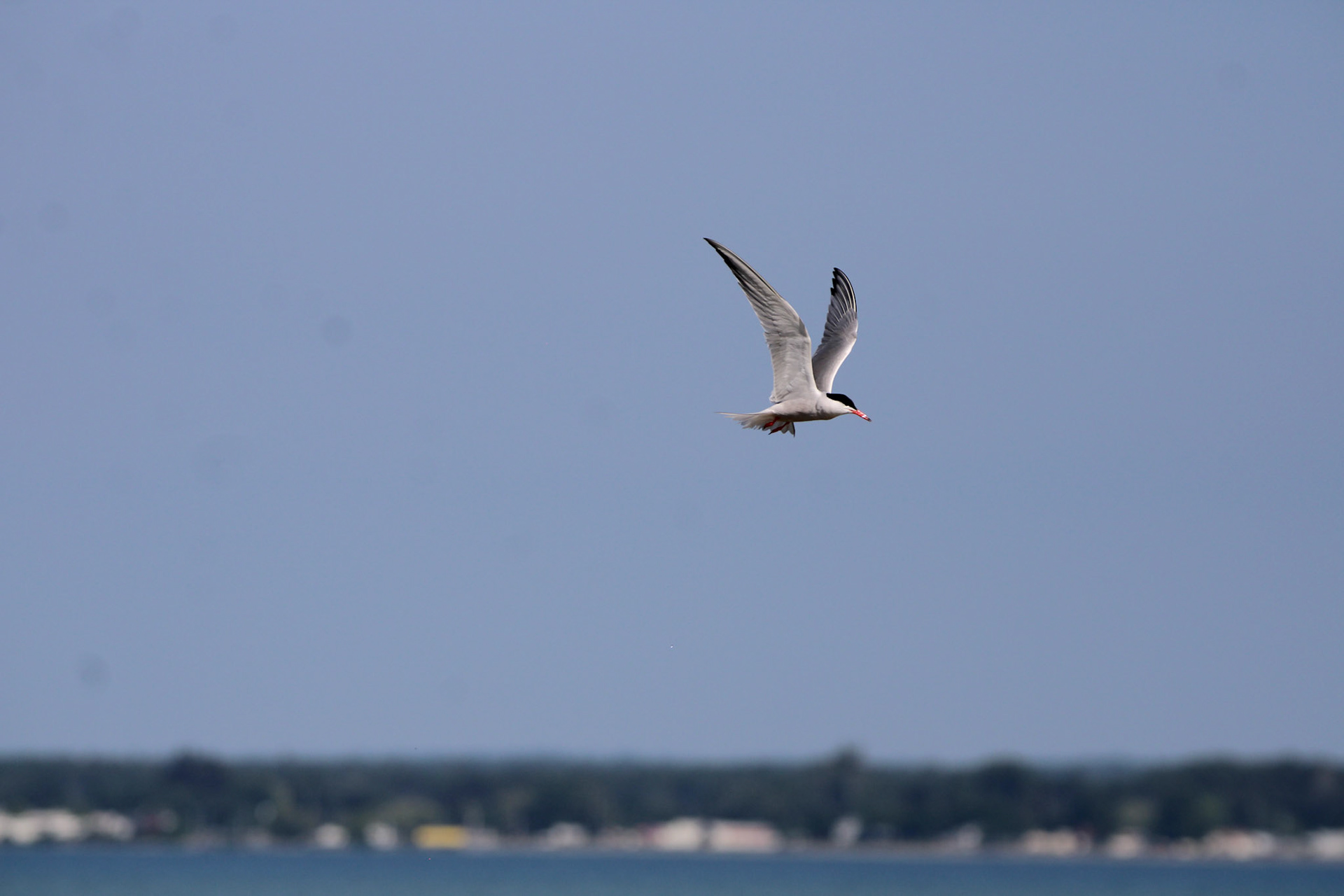 Common Tern