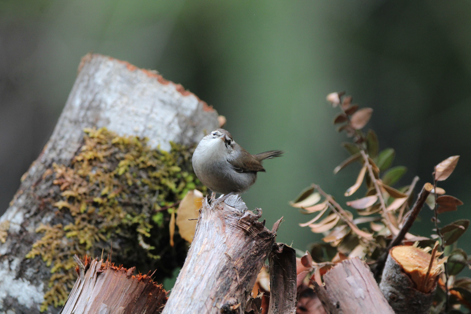 Bewick's Wren - Big Basin Redwoods State Park