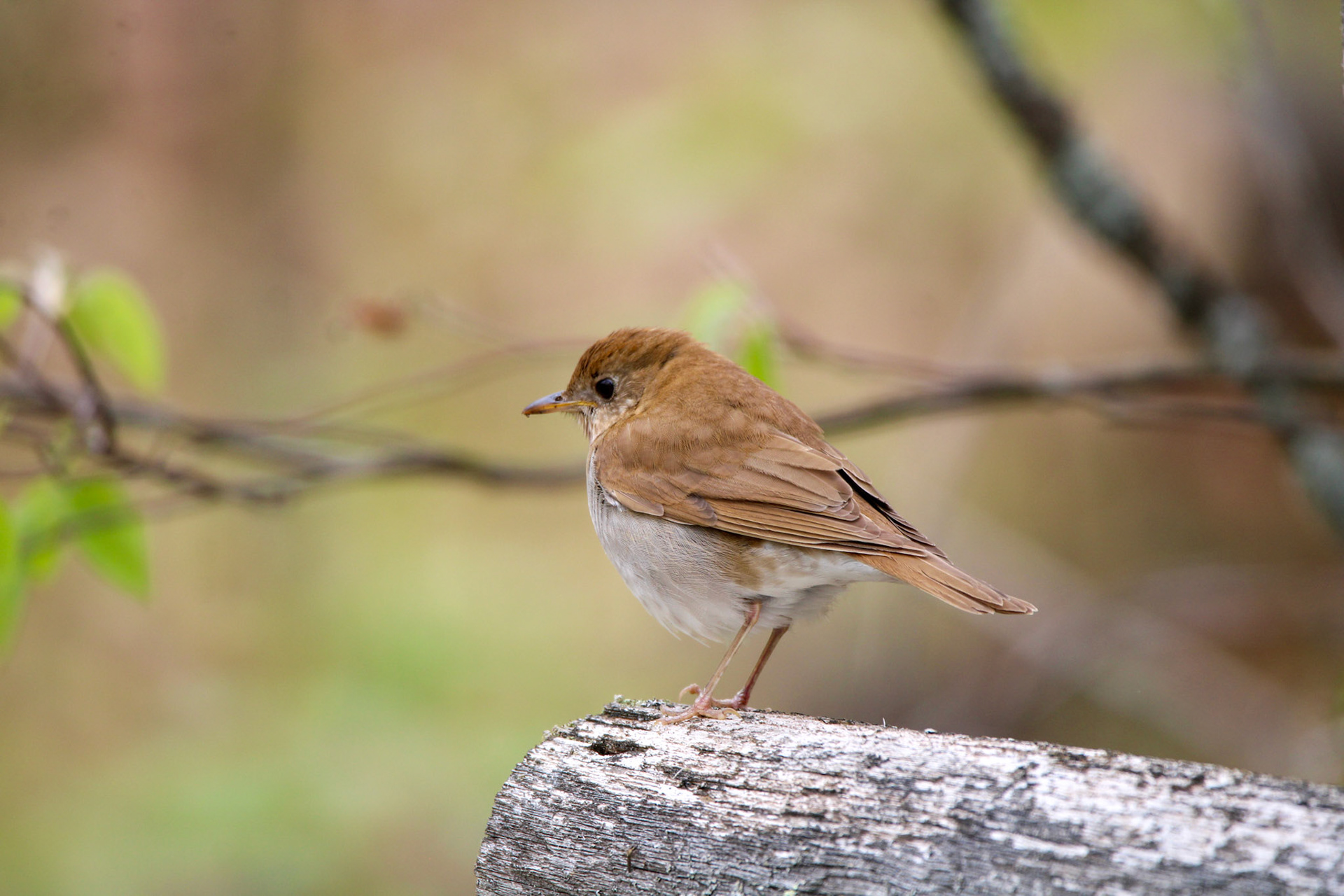 Veery