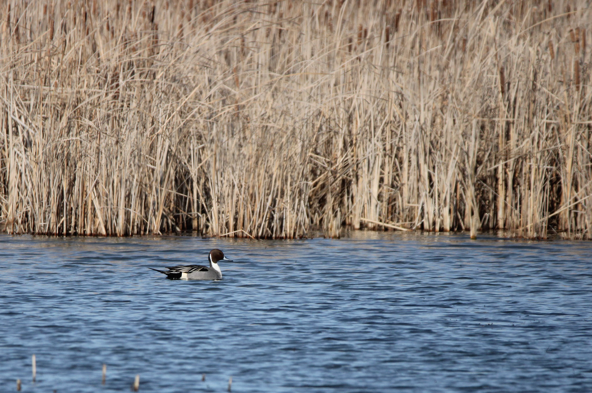 Northern Pintail