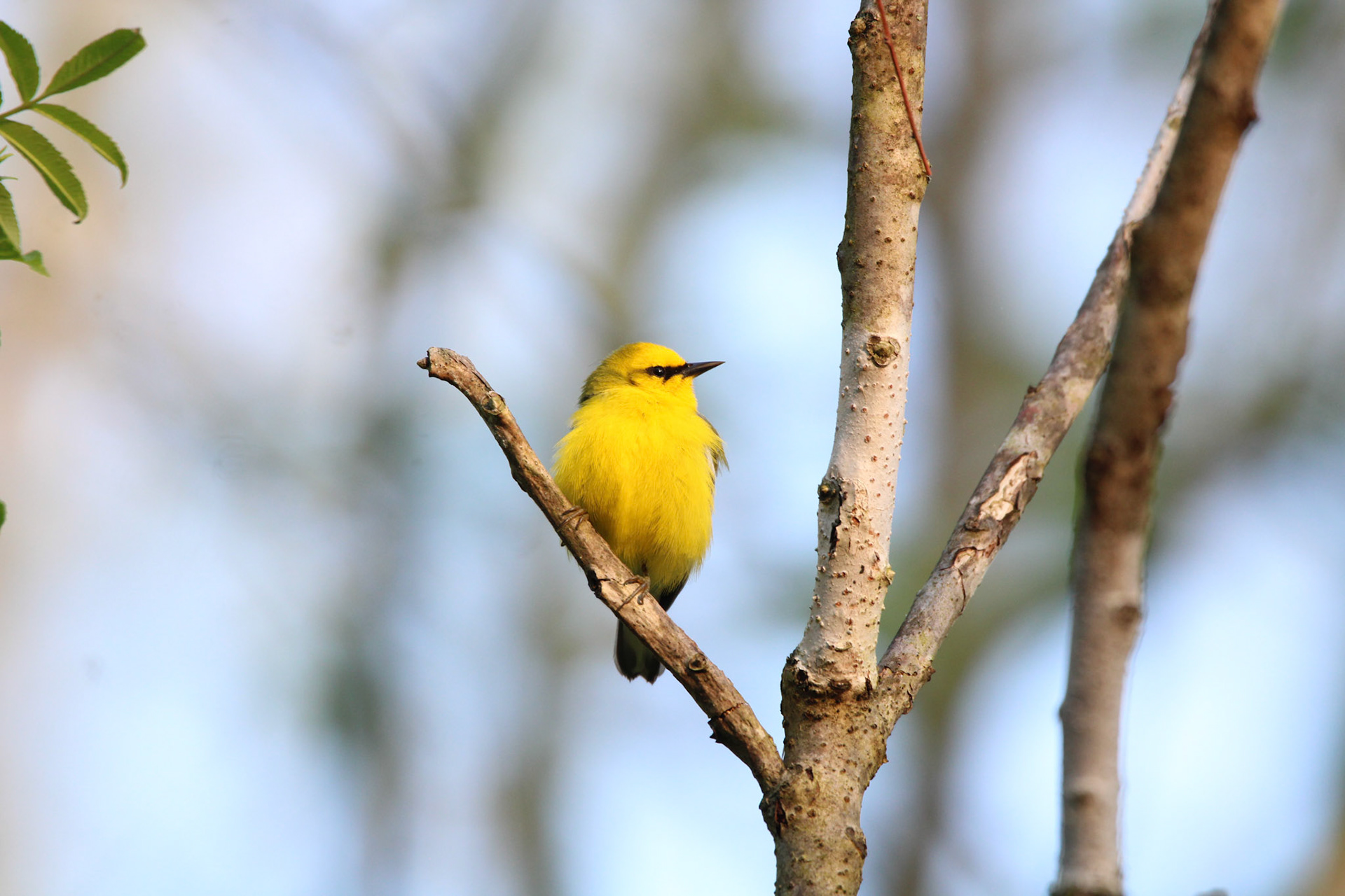 Blue-winged Warbler
