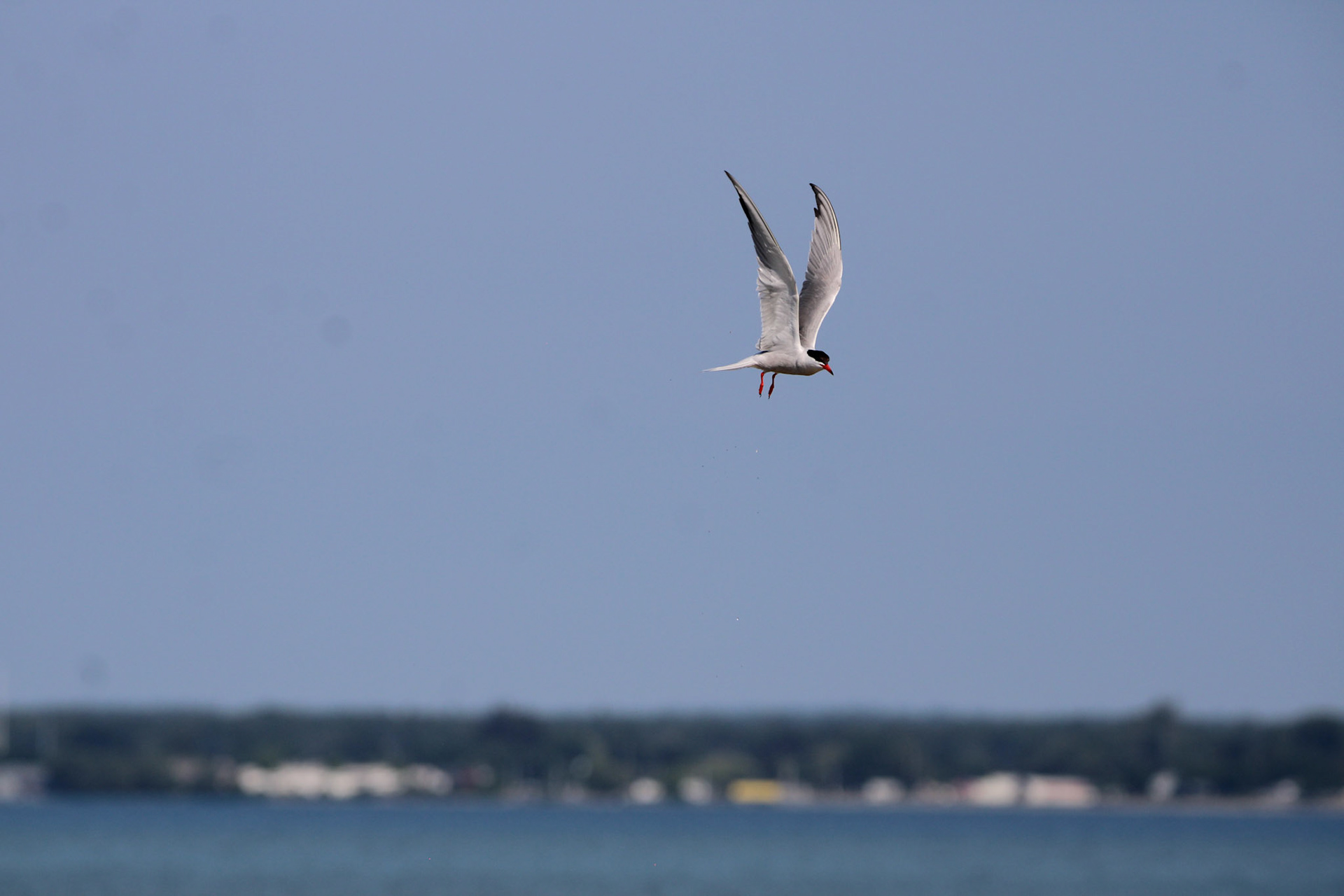 Common Tern