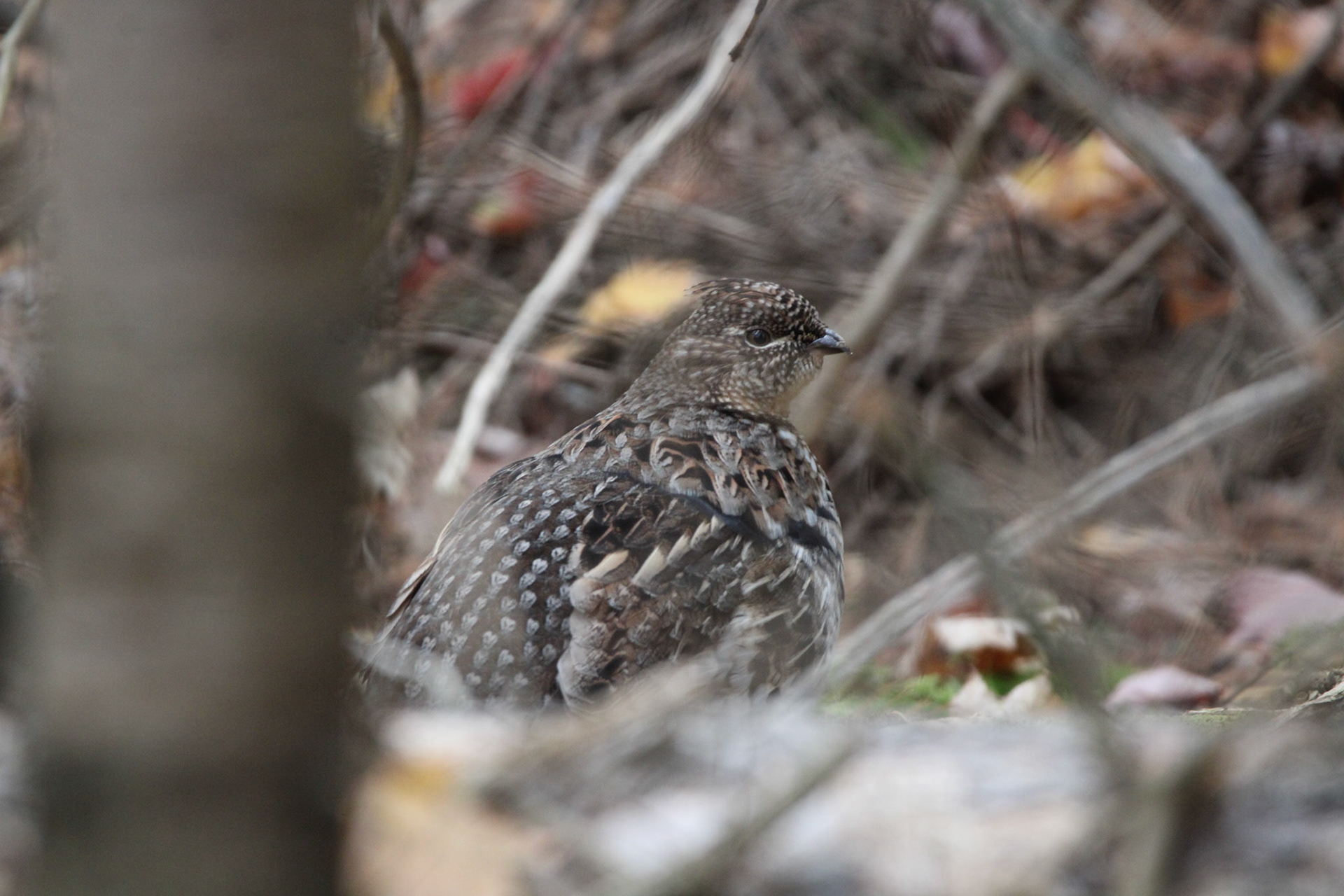 Ruffed Grouse