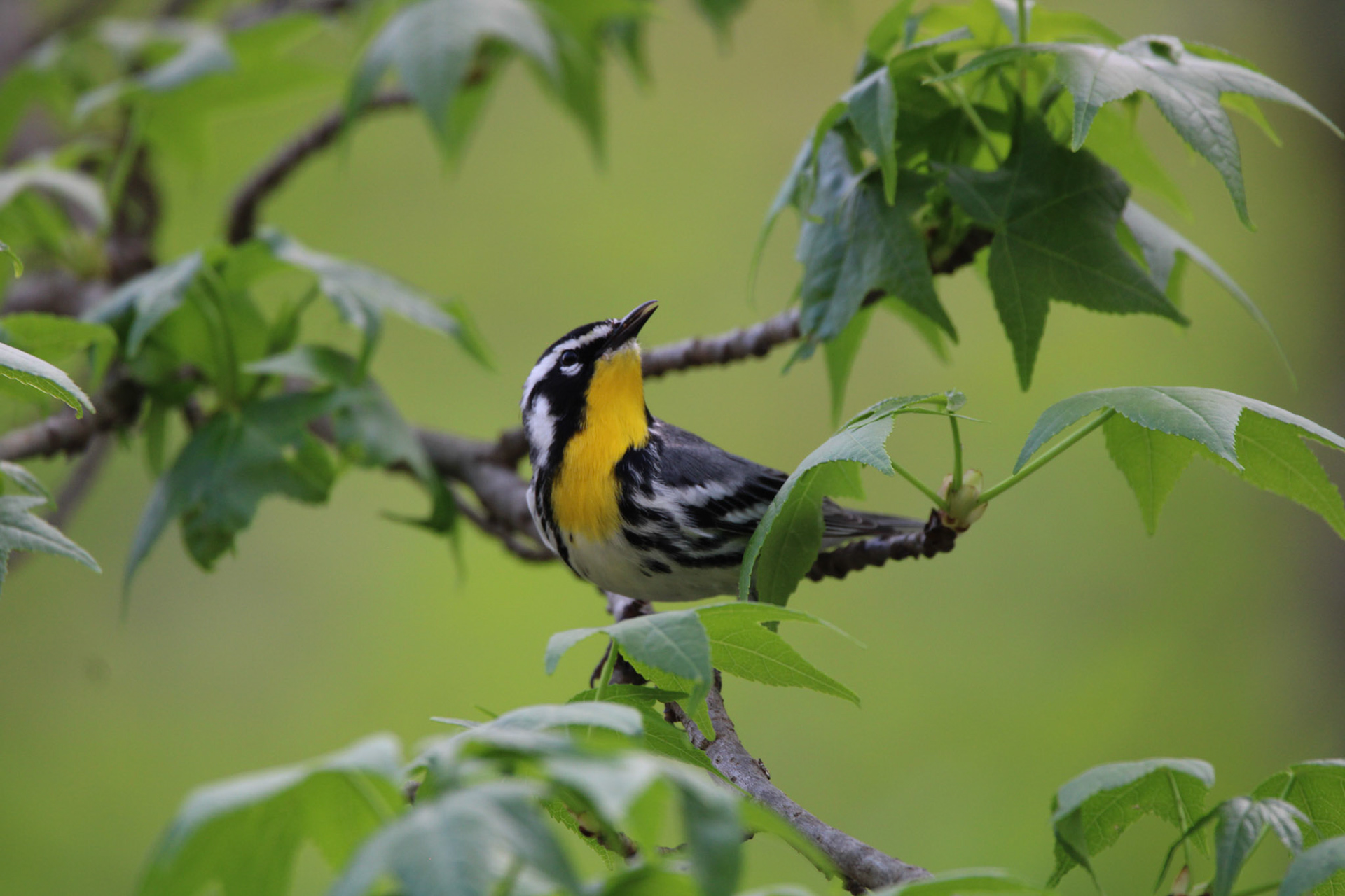 Yellow-throated Warbler