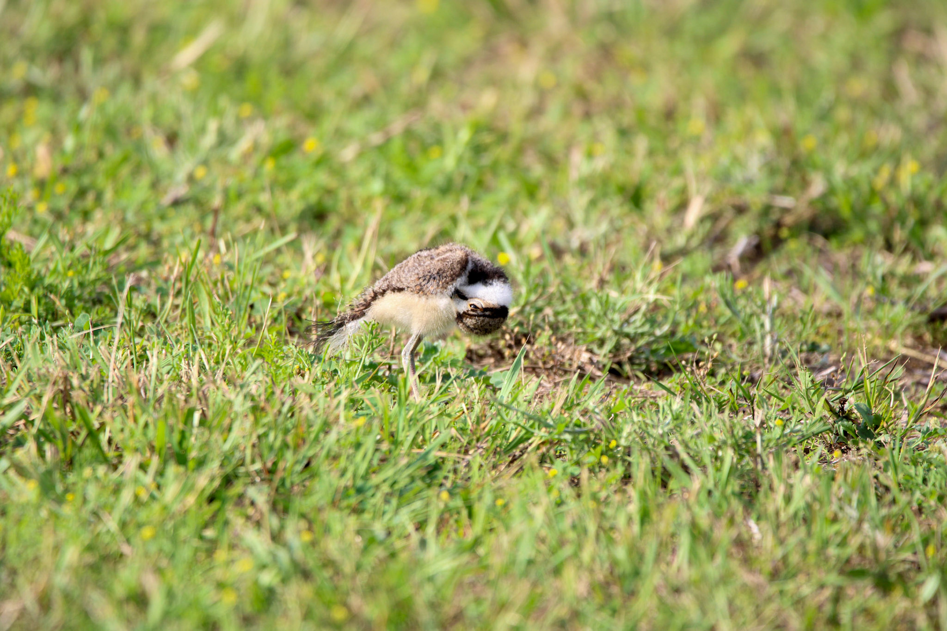 Killdeer