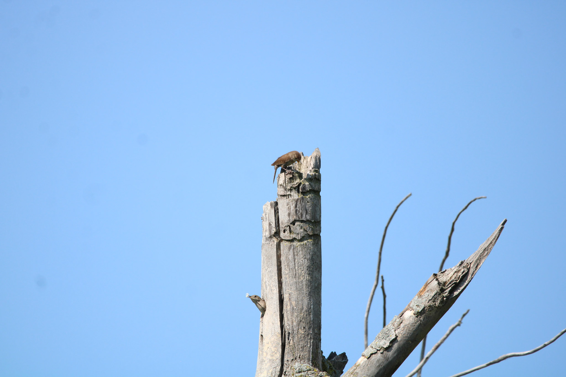 Northern House Wren - Sterling State Park