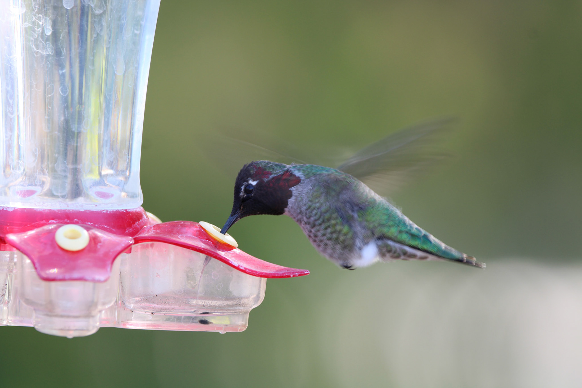 Anna's Hummingbird