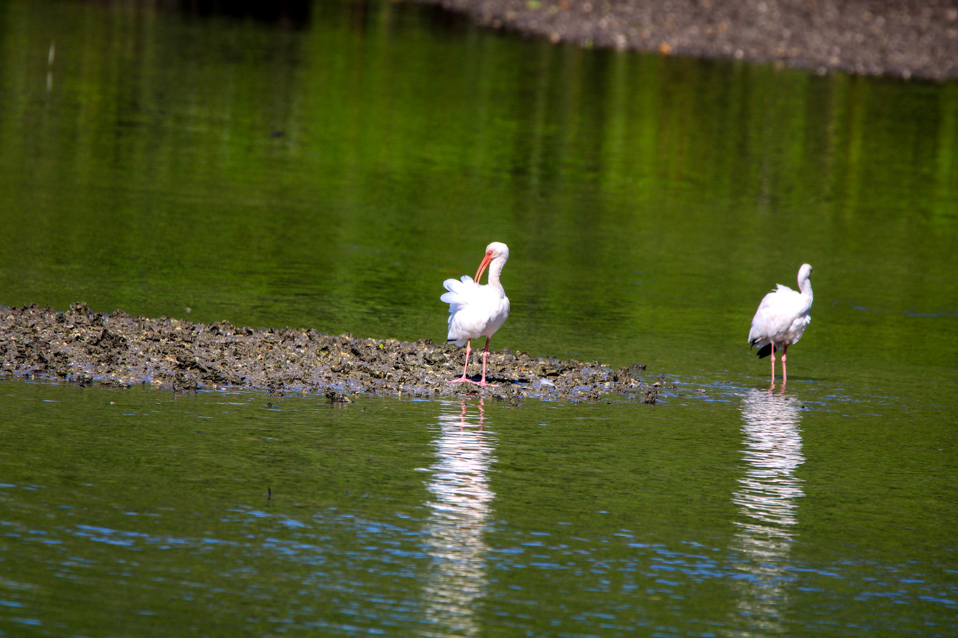 White Ibis